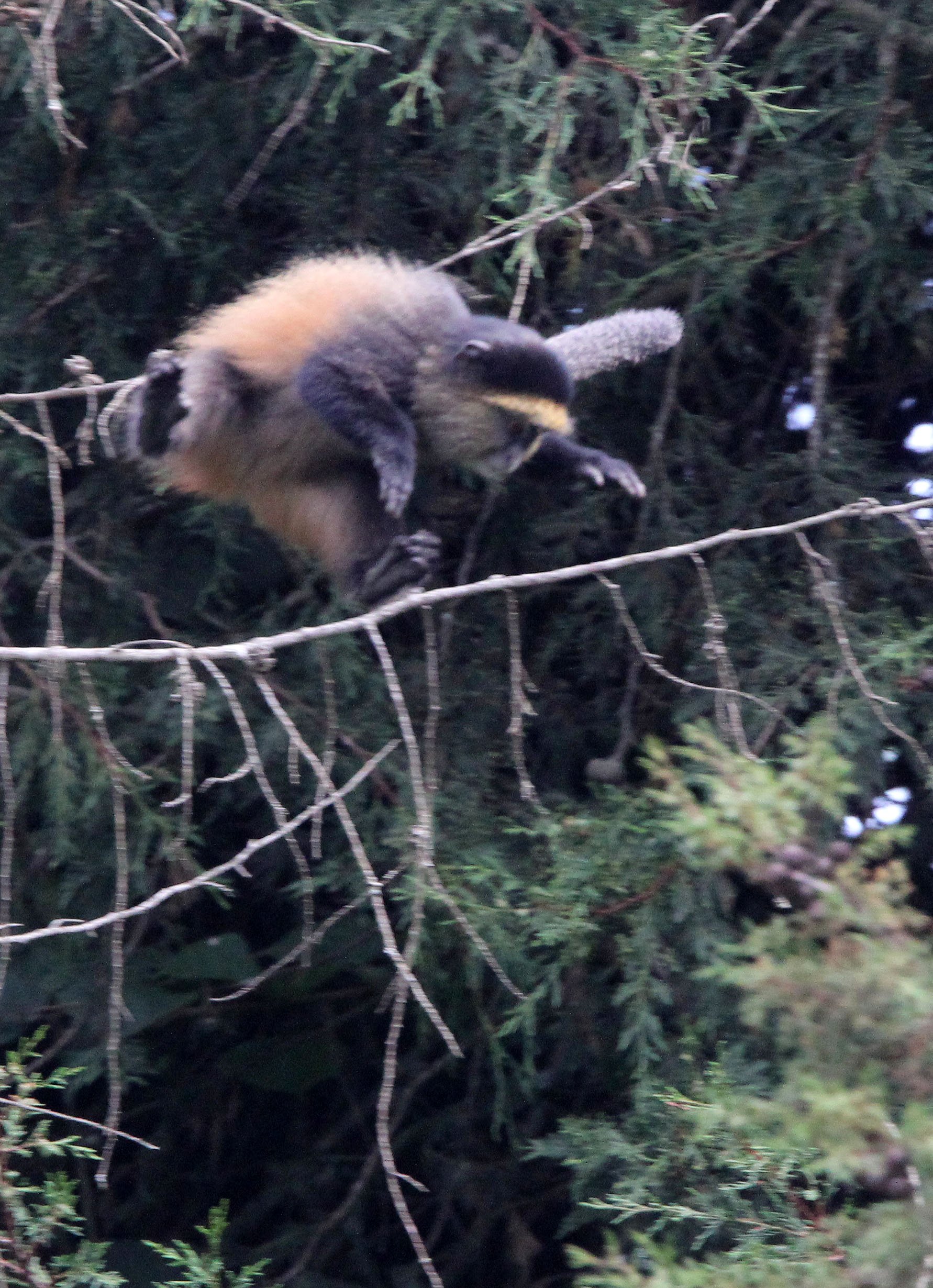 CERCOPITHECIDAE - Cercopithecus kandti - VIRUNGA GOLDEN MONKEY - PARK DU VULCANS RWANDA (413).JPG