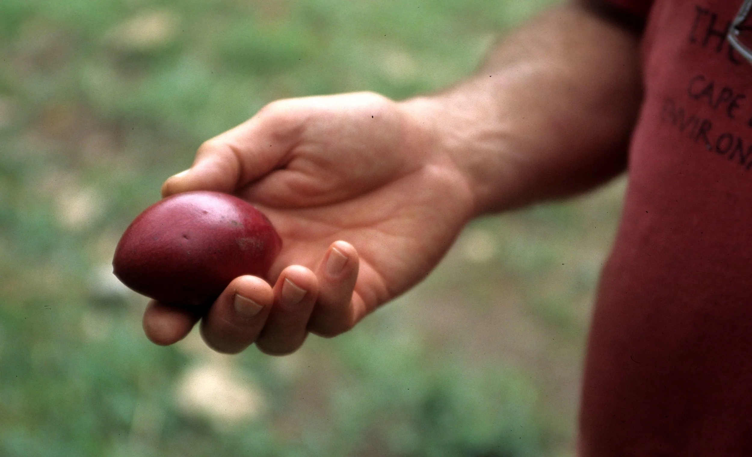 BIRD - SOUTHERN CASSOWARY FRUIT - DAINTREE FOREST.jpg