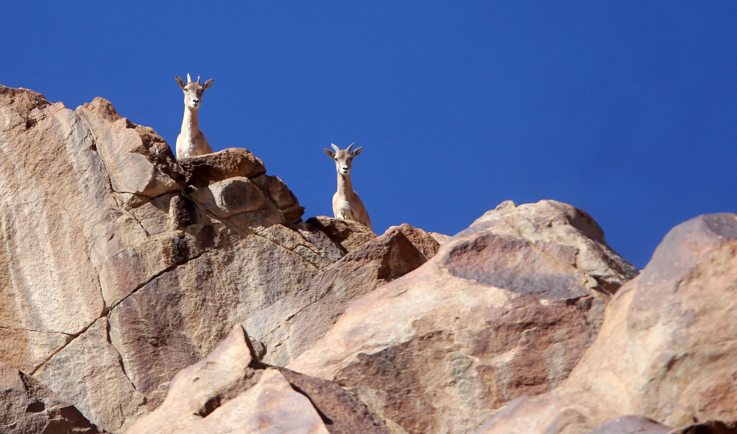 URIAL - LADAKH URIAL - Ovis vignei - HEMIS NATIONAL PARK - LADAKH INDIA - JAMMU & KASHMIR - ULLEY VALLEY (36).JPG