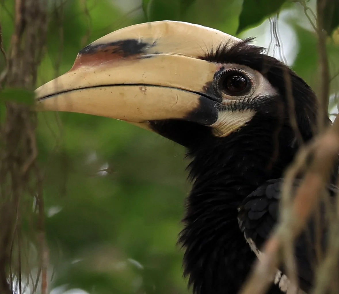 Oriental Pied Hornbill Anthracoceros albirostris) Kaeng Krachan National Park ESS Expedition 2026 (2).jpg
