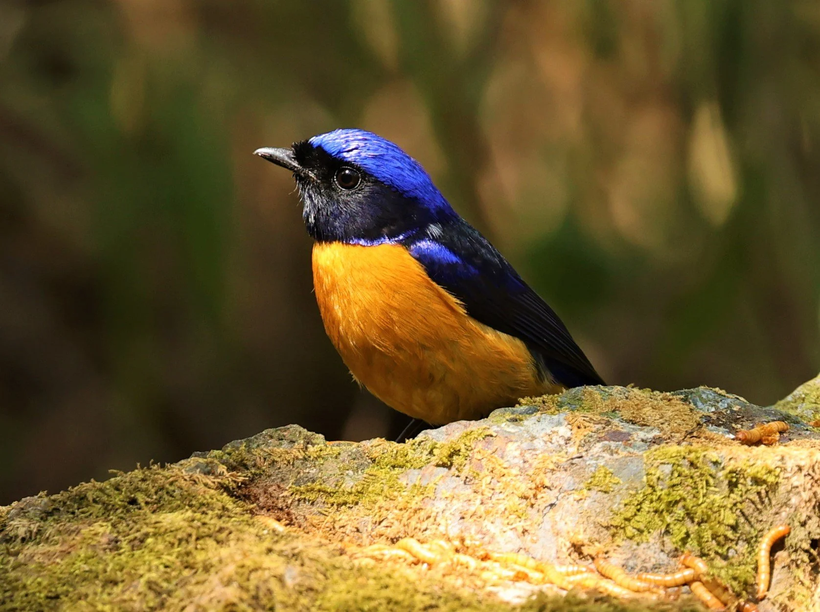 NILTAVA - RUFOUS-BELLIED NILTAVA - Niltava sundar - DOI SAN JU (DOI LANG WEST) FEB 2022 (6).jpg