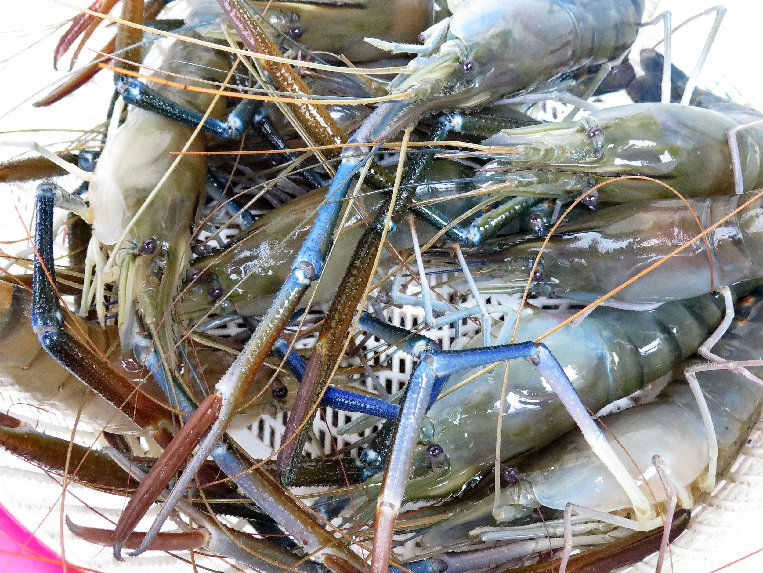 2014 Som's Birthday in Nonthaburi (3).JPG