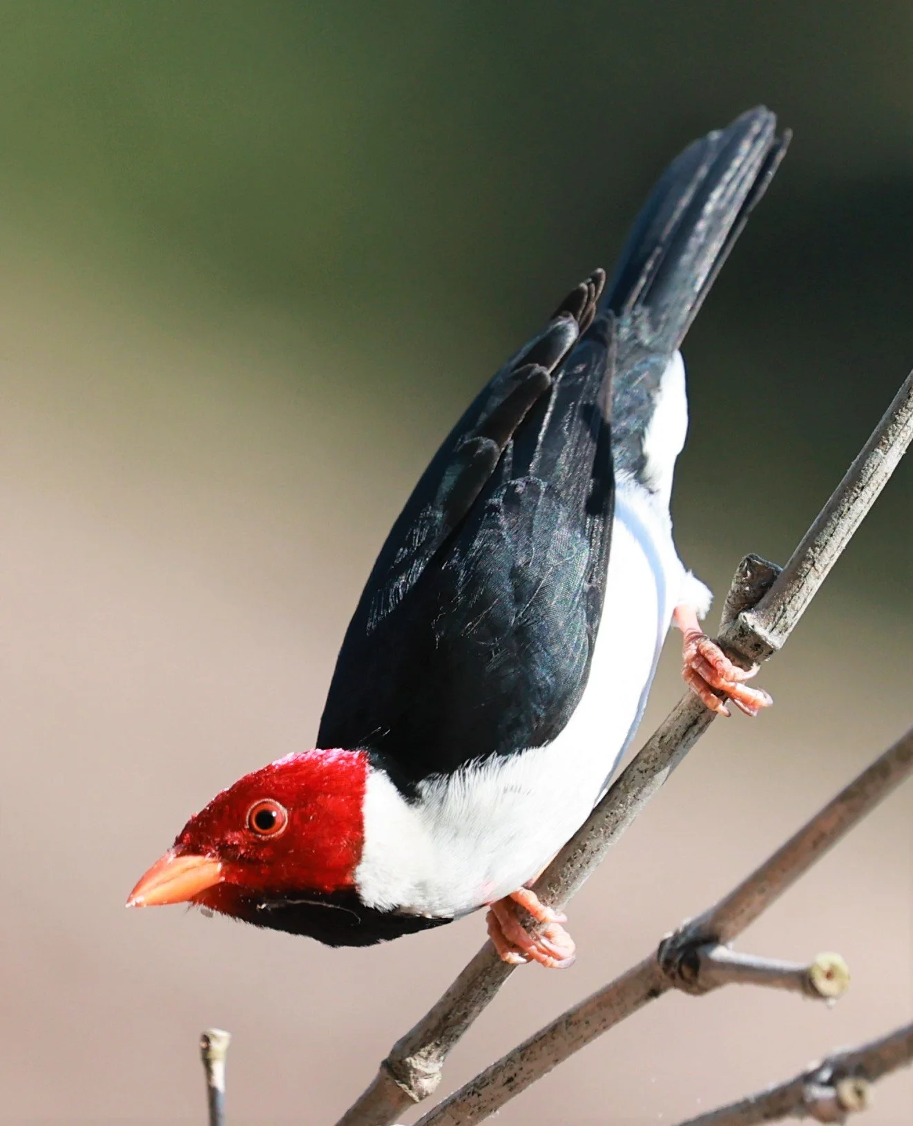 Cardinal - Yellow-billed Cardinal - Paroaria capitata - Pantanal - Mato Grosso, Transpantaneira M-060 (3).JPG