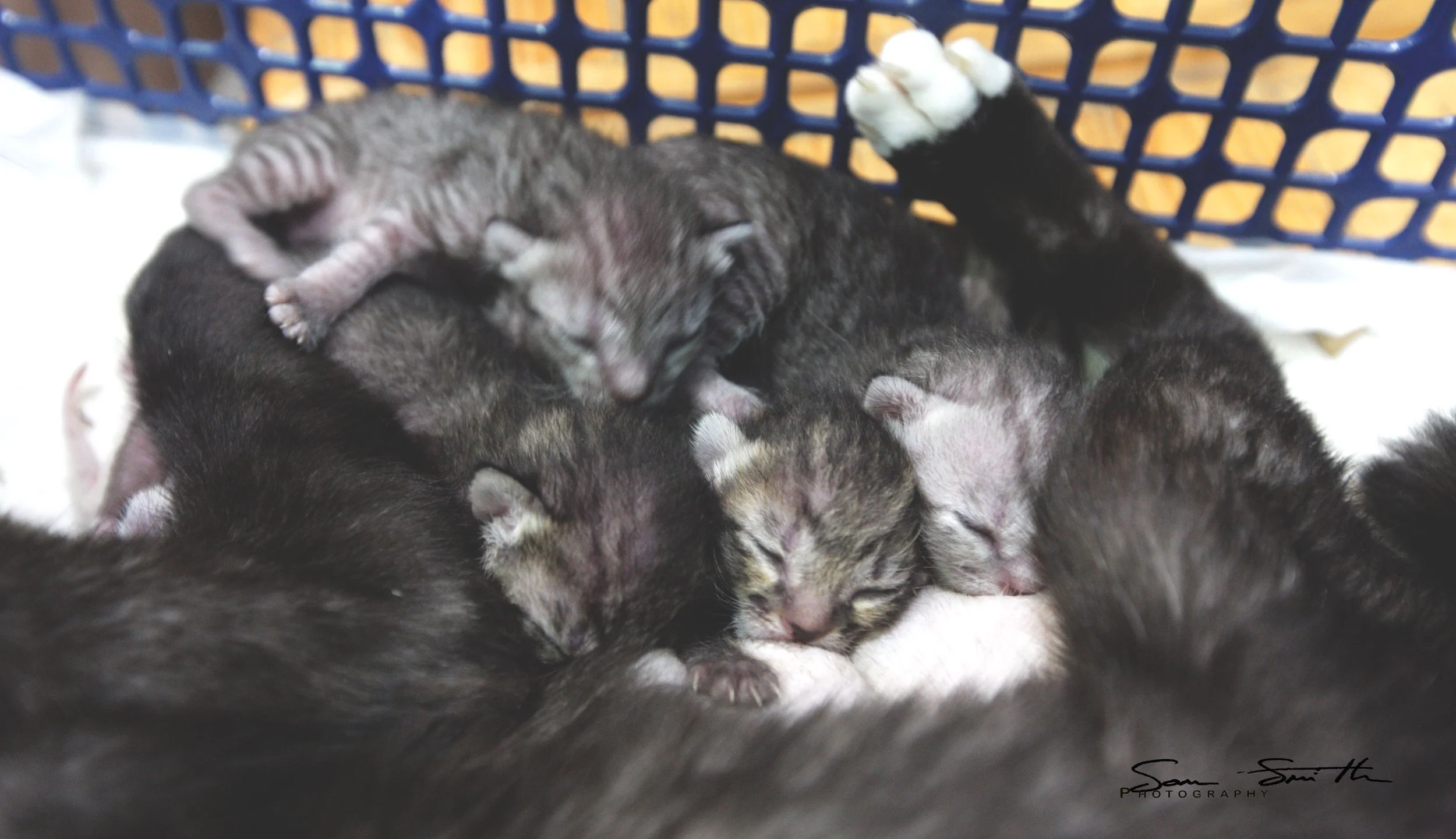 2017 Graffiti Tour in Bangkok (502).JPG