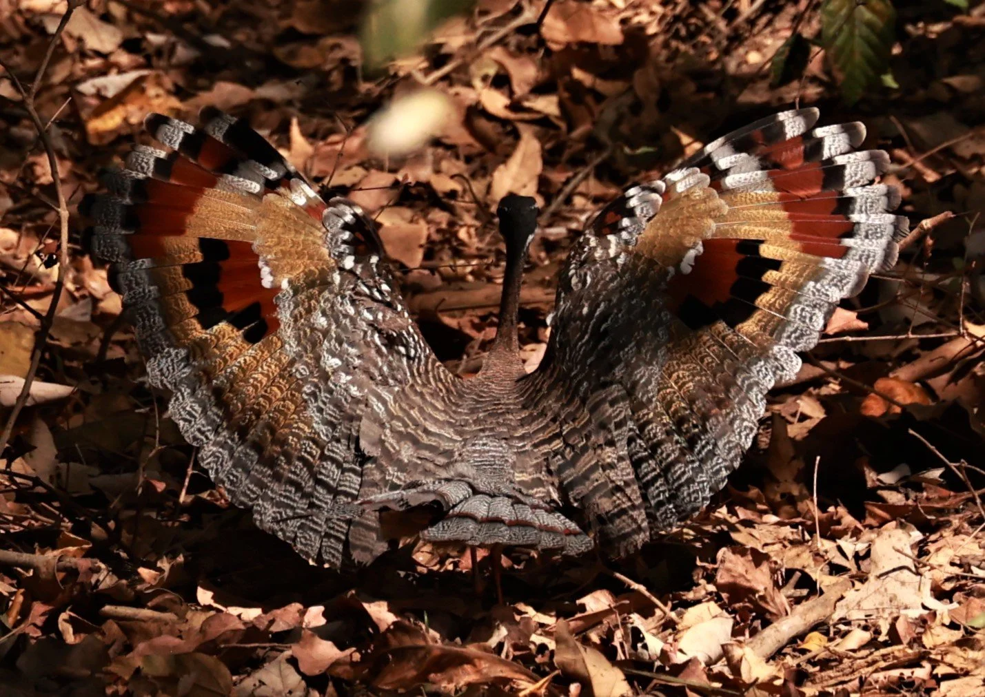 Sunbittern - Eurypyga helias - Porto Alegre Lodge, Pantanal (14).JPG
