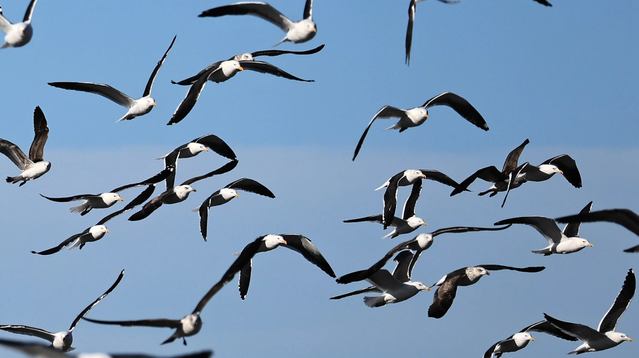 Kelp Gull (Larus dominicanus) Puerto Rawson Argentina (17).jpg