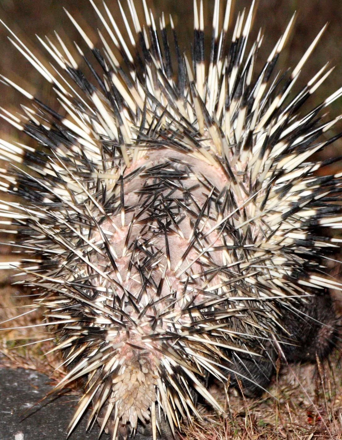 Hystrix brachyura - MALAYAN PORCUPINE - KHAO YAI NP THAILAND (26).JPG
