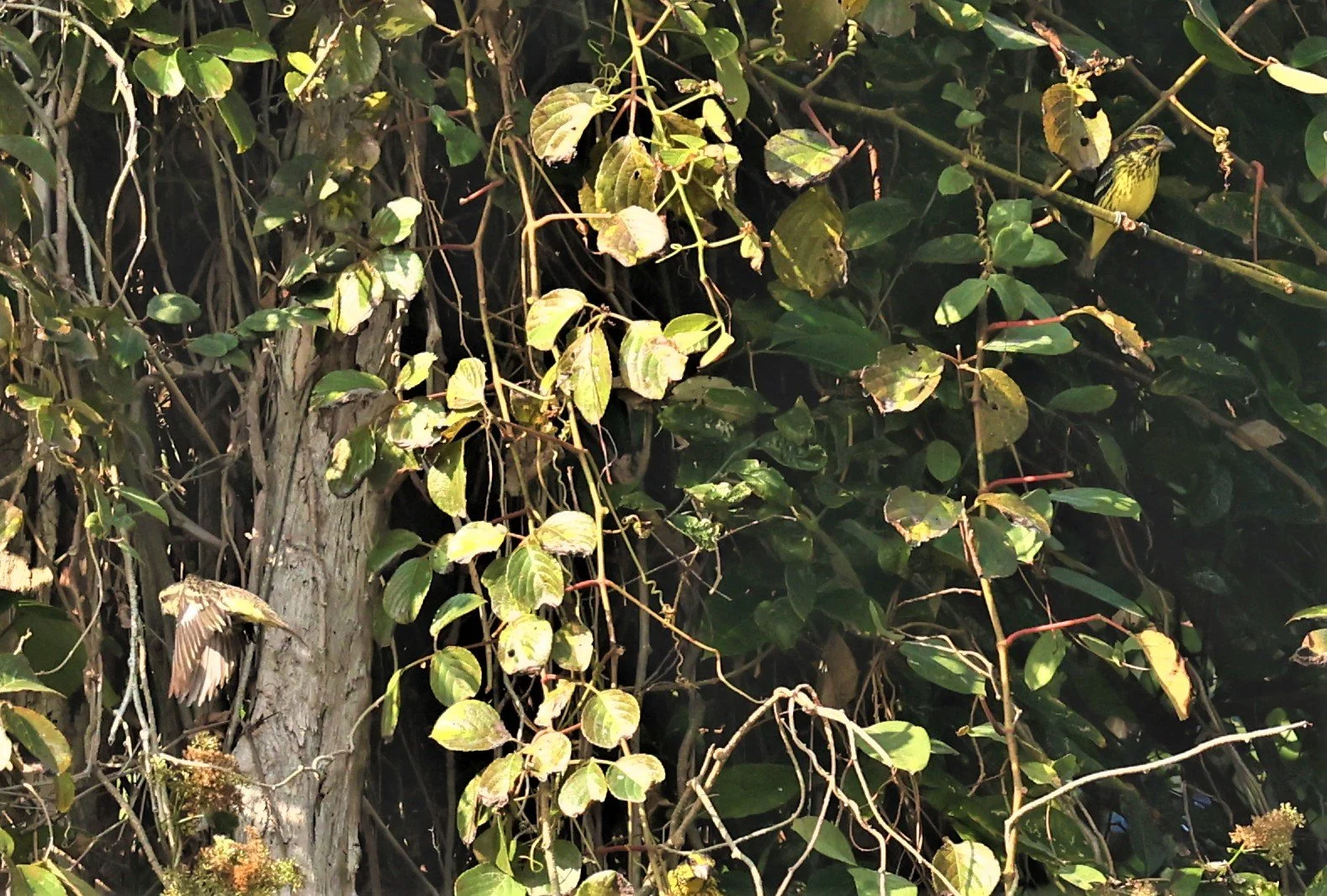 Spot-winged Grosbeak (Mycerobas melanozanthos) Fang Hotsprings Chiang Mai Thailand (35).jpg