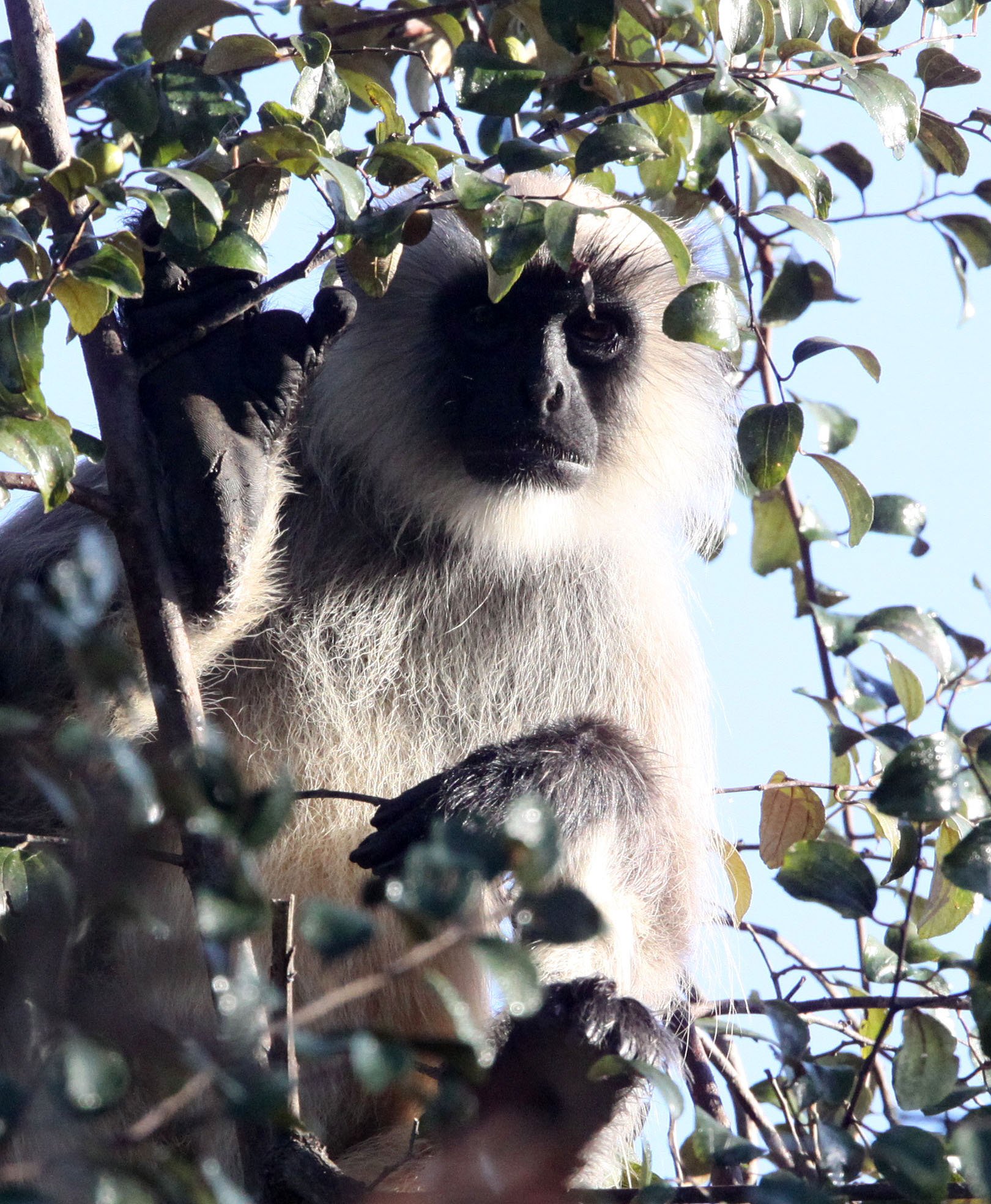 CERCOPITHECIDAE - Semnopithecus entellus - BENGAL SACRED (HANUMAN OR SOUTHERN GREY PLAINS) LANGUR - GIR FOREST GUJARAT INDIA (7).JPG