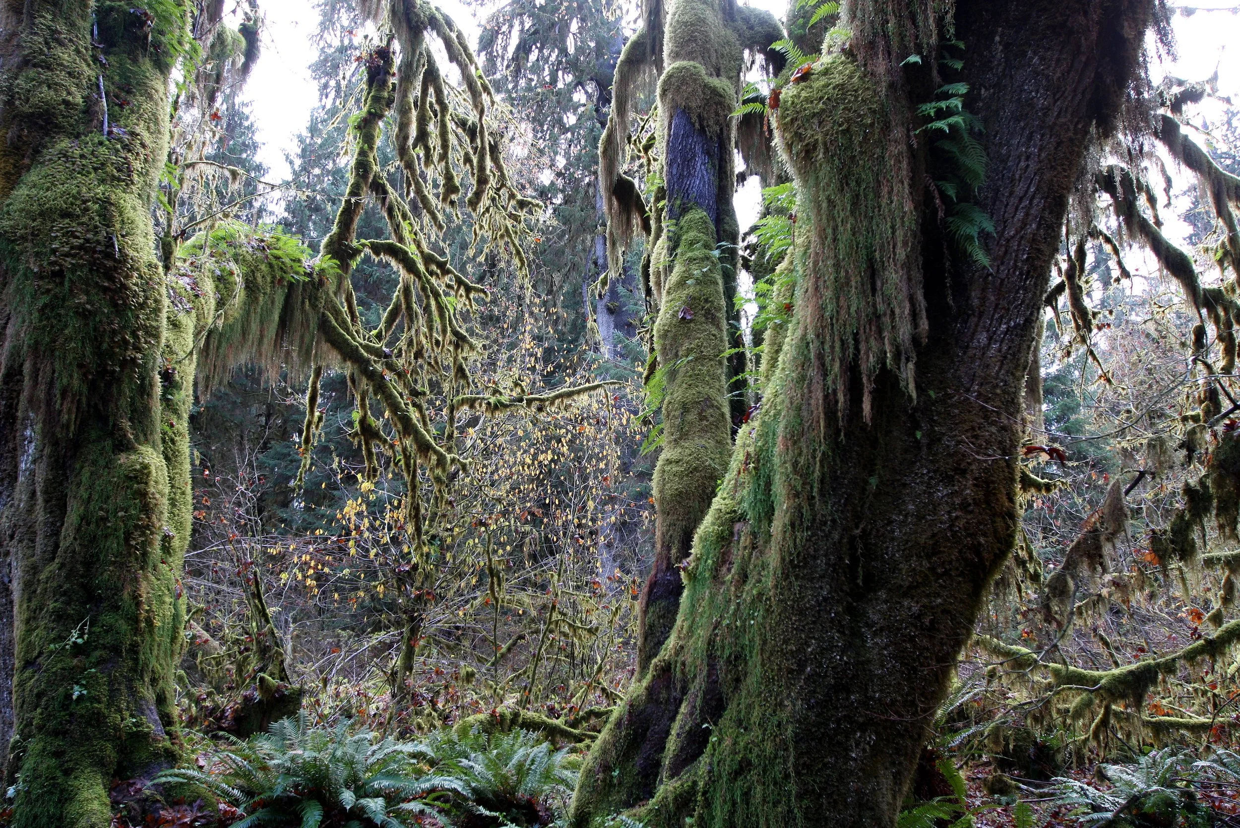 HOH RAINFOREST WA (43).JPG