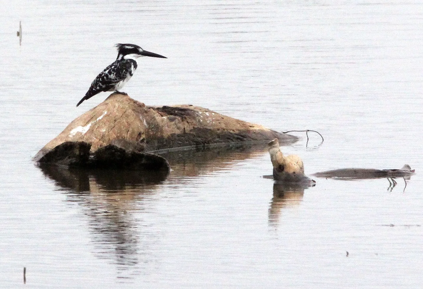 Ceryle rudis - PIED KINGFISHER - LANGANO LAKE ETHIOPIA (2).JPG