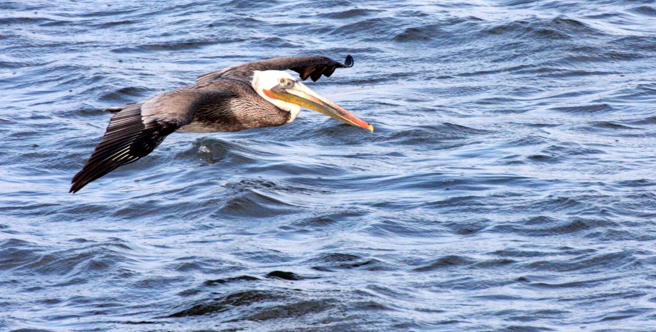 Pelecanus occidentalis - BROWN PELICAN - SAN IGNACIO LAGOON BAJA MEXICO (28).JPG