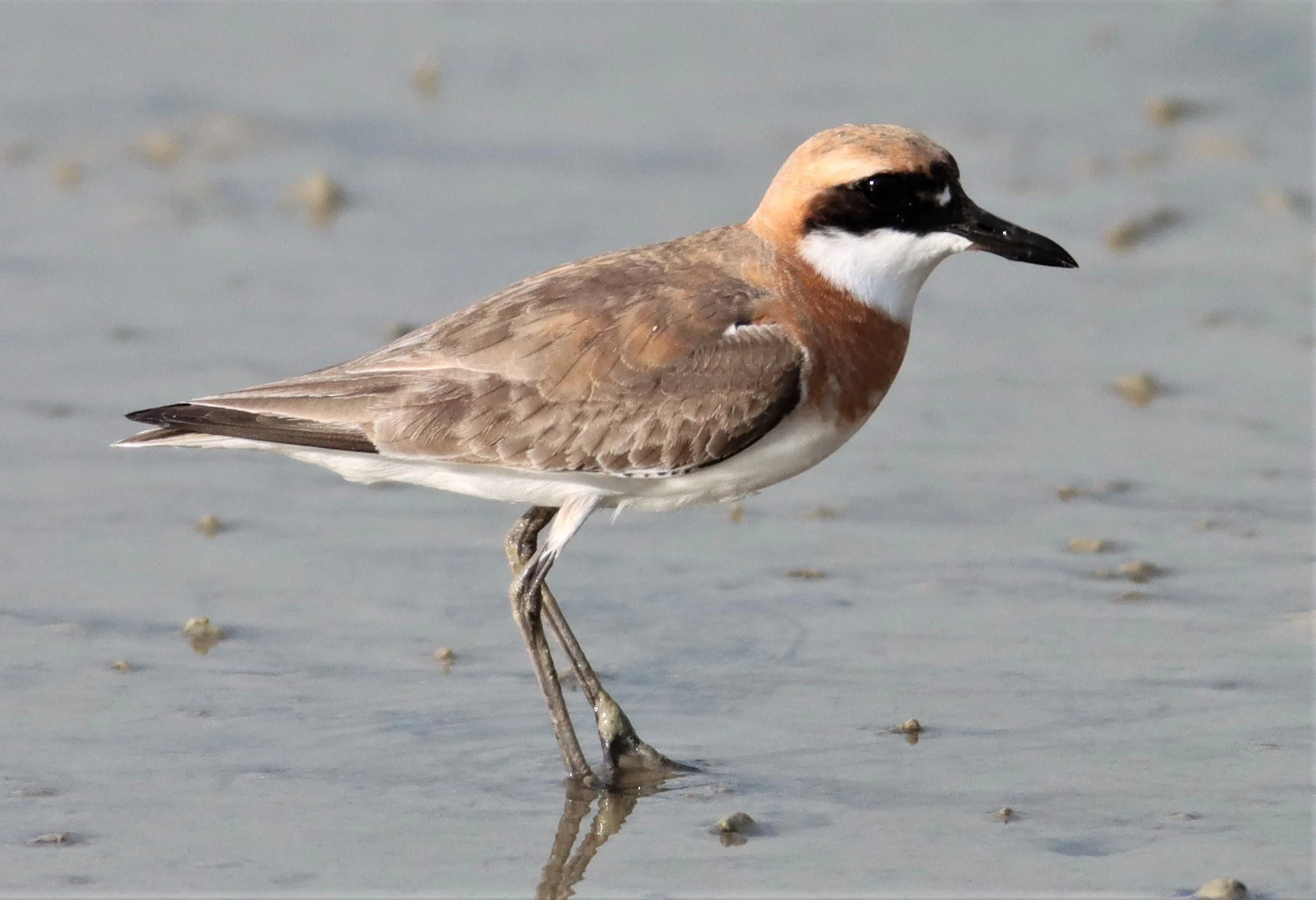 PLOVER - GREATER SAND-PLOVER -Charadrius leschenaultii - LAEM PAKARAM PHANG NGA PROVINCE 2021 (51).jpg
