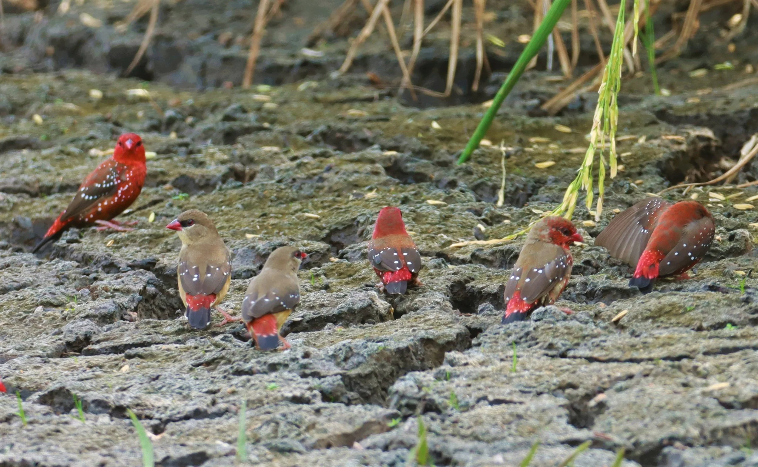 RED AVADAVAT - Amandava amandava - LAT KRABANG THAP YAO RICEFIELDS August 25, 2021 (29).jpg