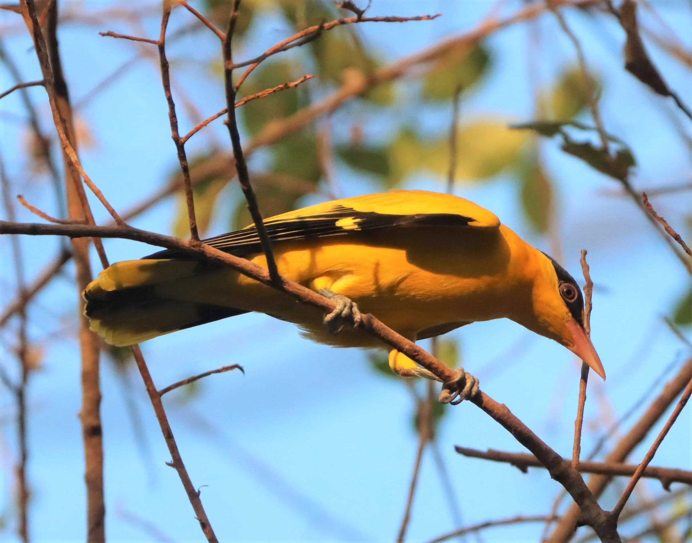 Black-napped Oriole (Oriolus chinensis) Rama 9 Park Bangkok (26).jpg