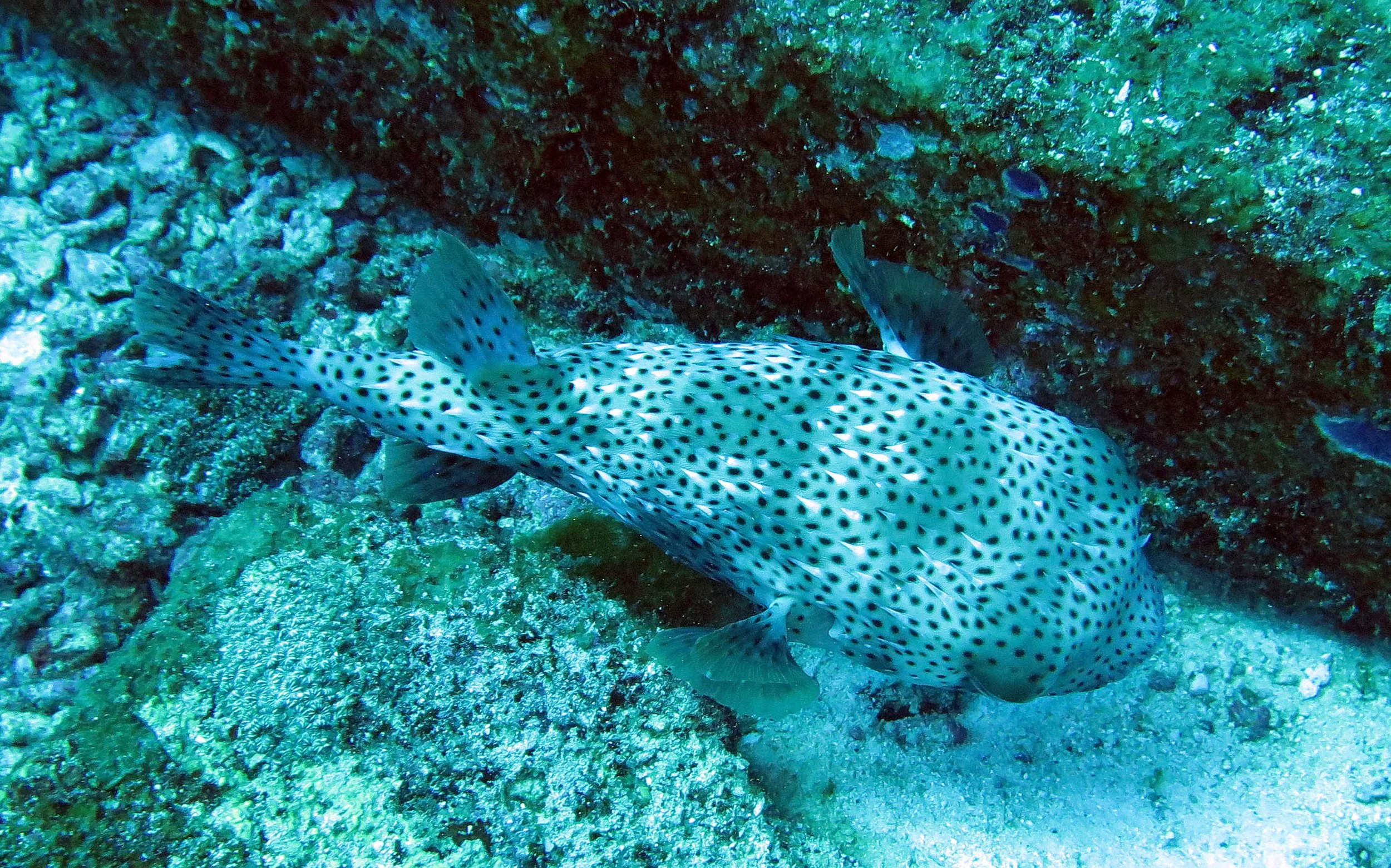 Diodontidae - Porcupinefish - Diodon species - Similan Islands Thailand