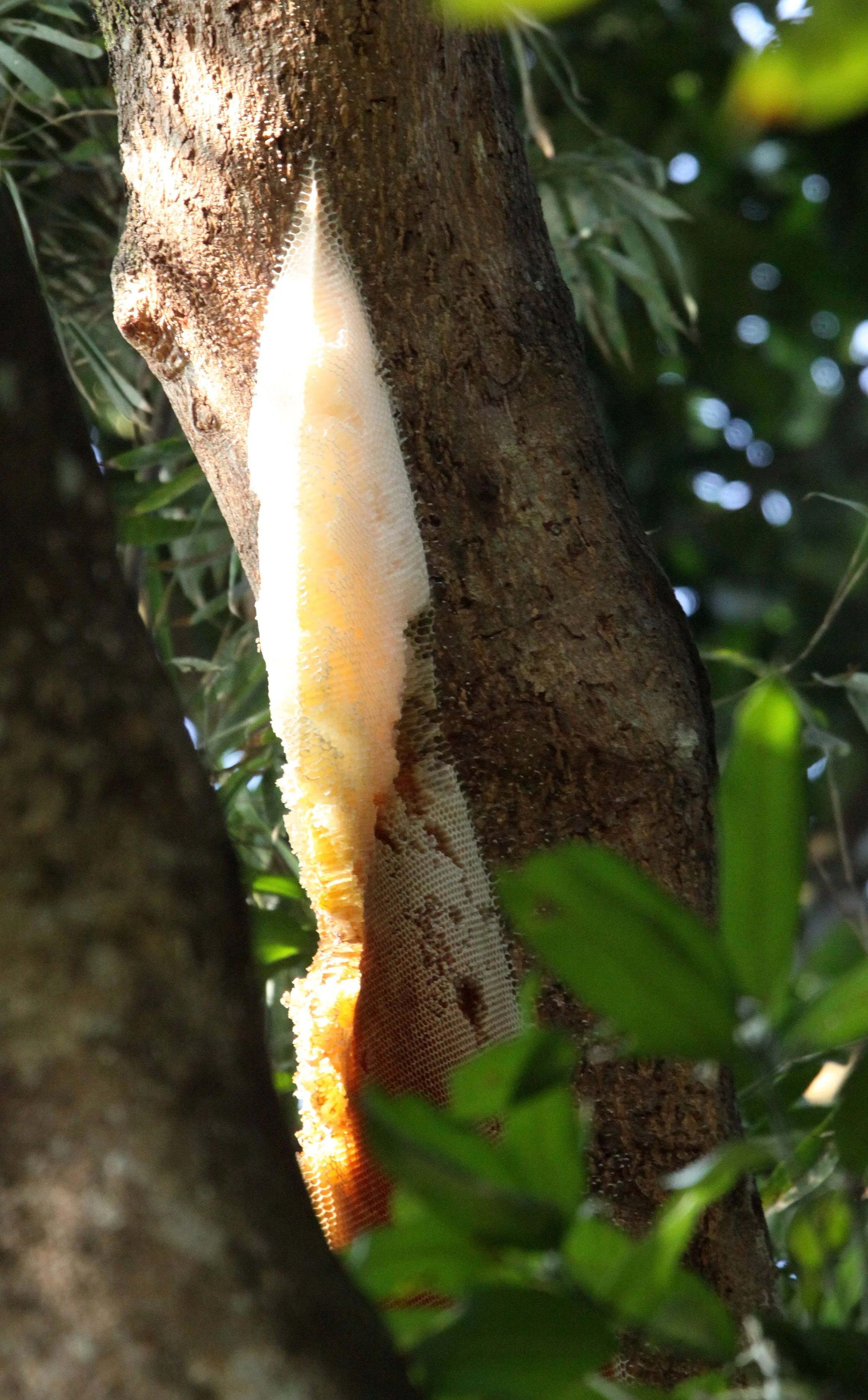 ASSAM - KAZIRANGA NATIONAL PARK ASSAM INDIA - HONEYCOMBS (1).JPG
