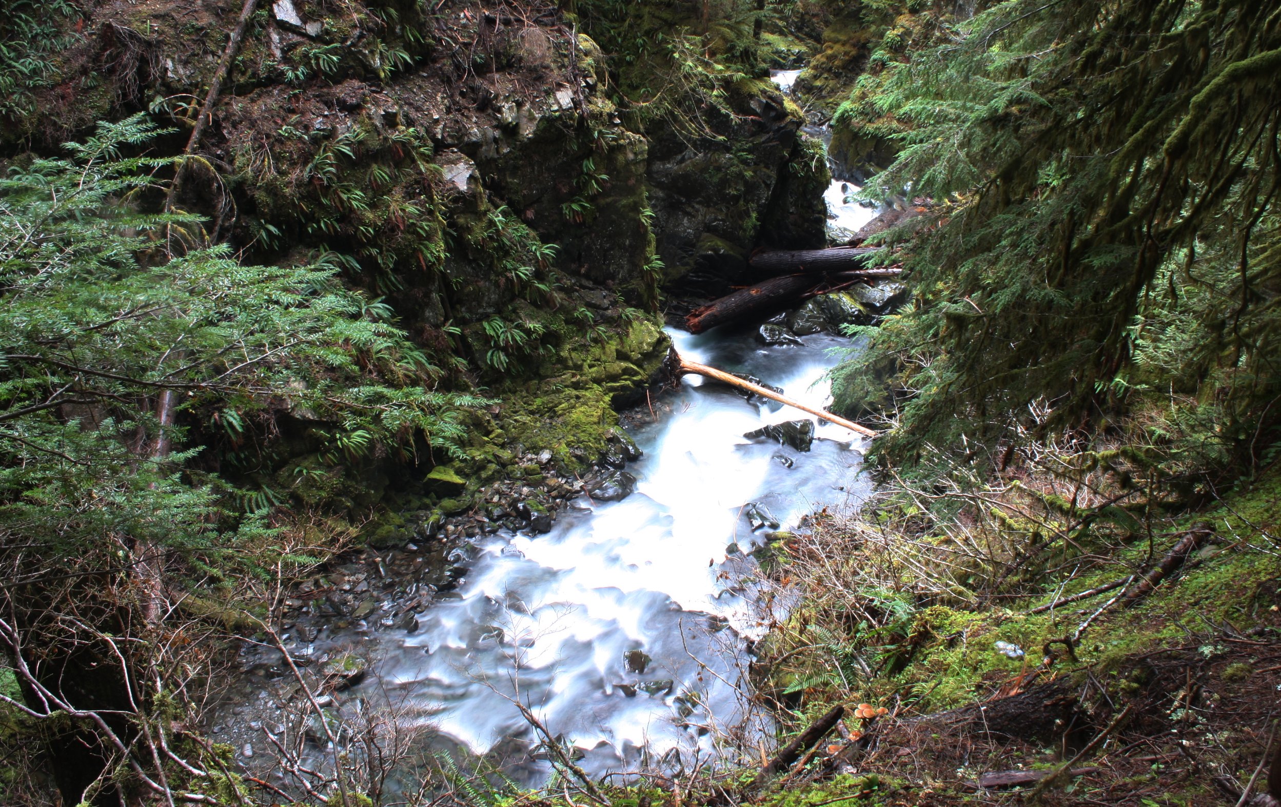SOL DUC FALLS AND FOREST - ONP WA (68).JPG