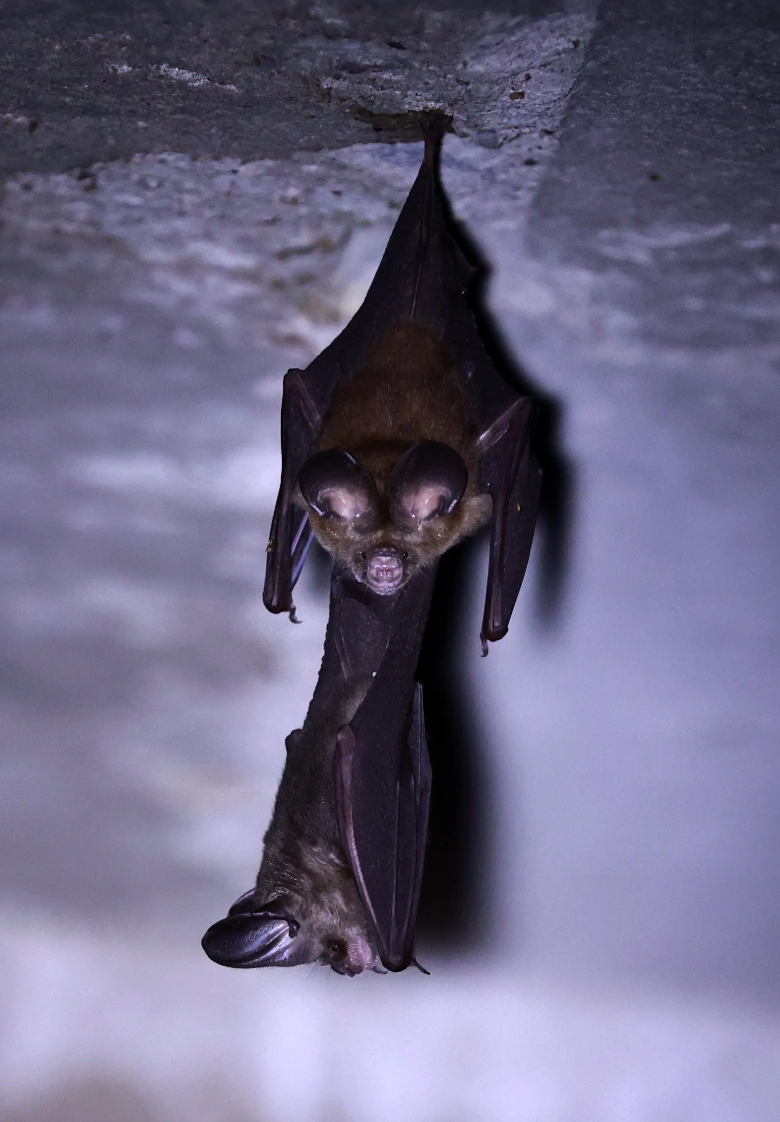 Hipposideros gentilis 