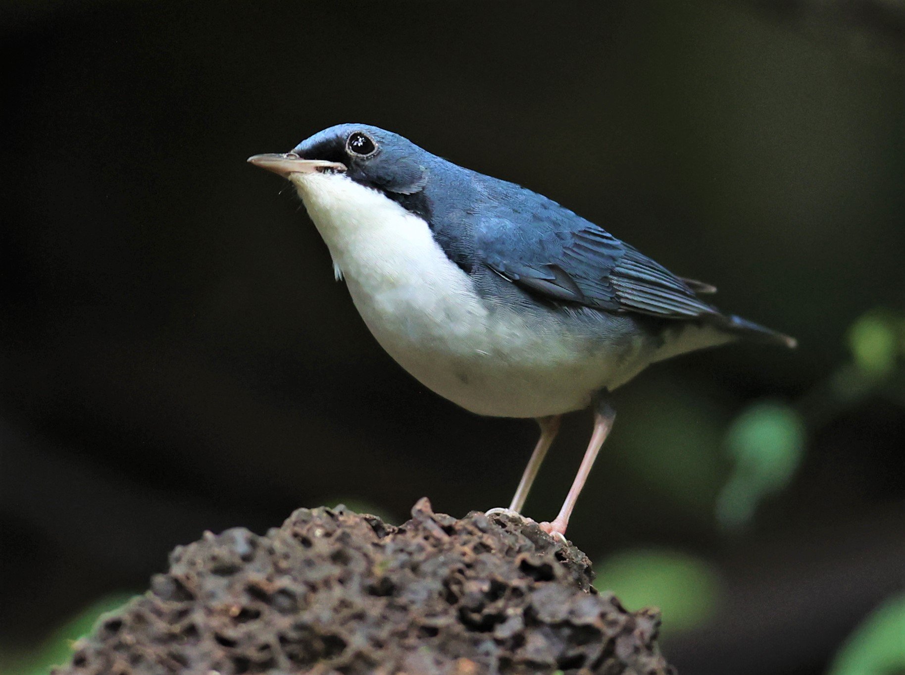 ROBIN - SIBERIAN BLUE ROBIN - Luscinia cyane - DOI INTHANON NP CHIANG MAI, DEC 2021 (6).JPG