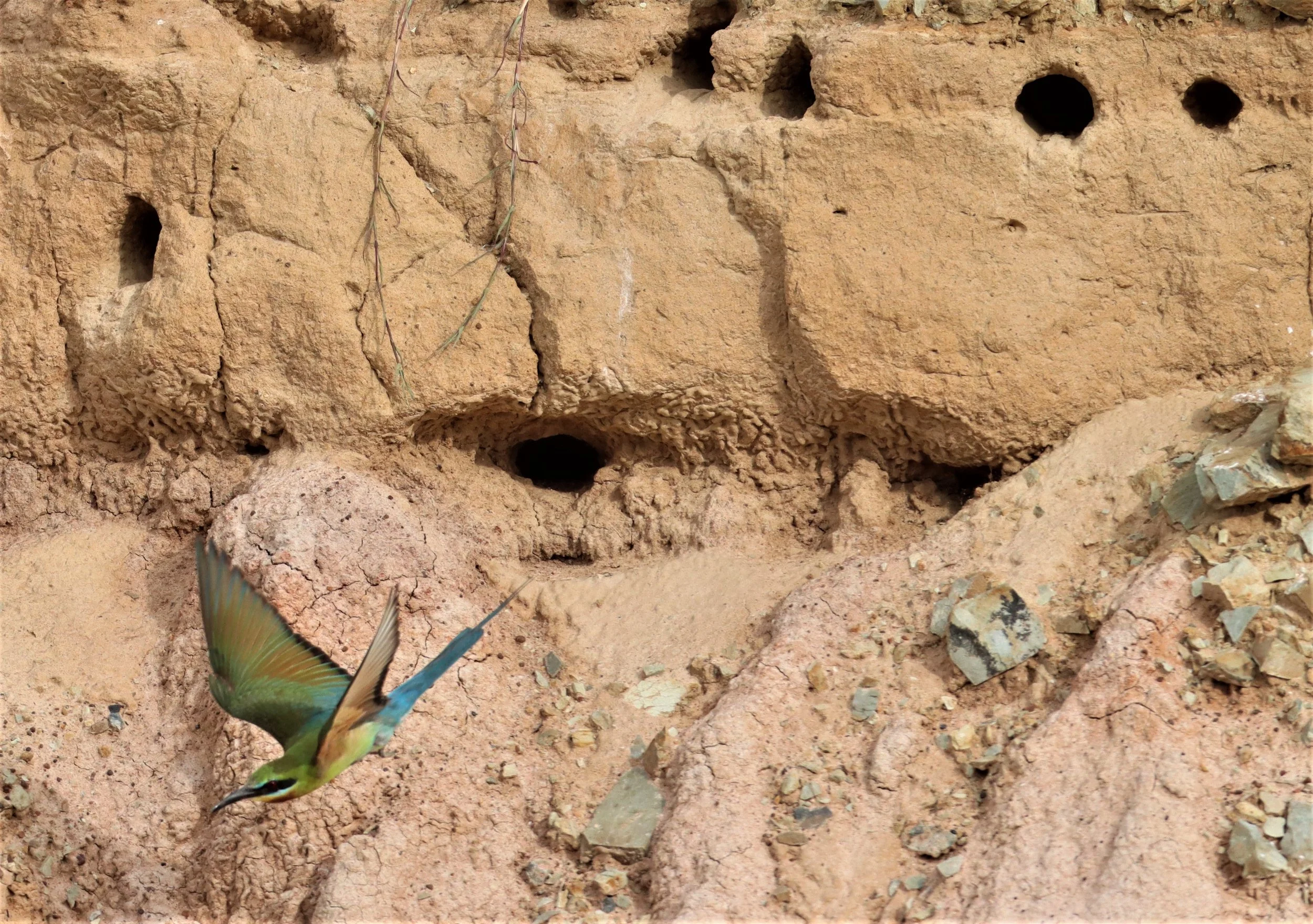 BEE EATER - BLUE-TAILED BEE-EATER - Merops philippinus - PETCHABURI OPEN QUARY AREA ON WAY TO BAAN MAKA (37).jpg