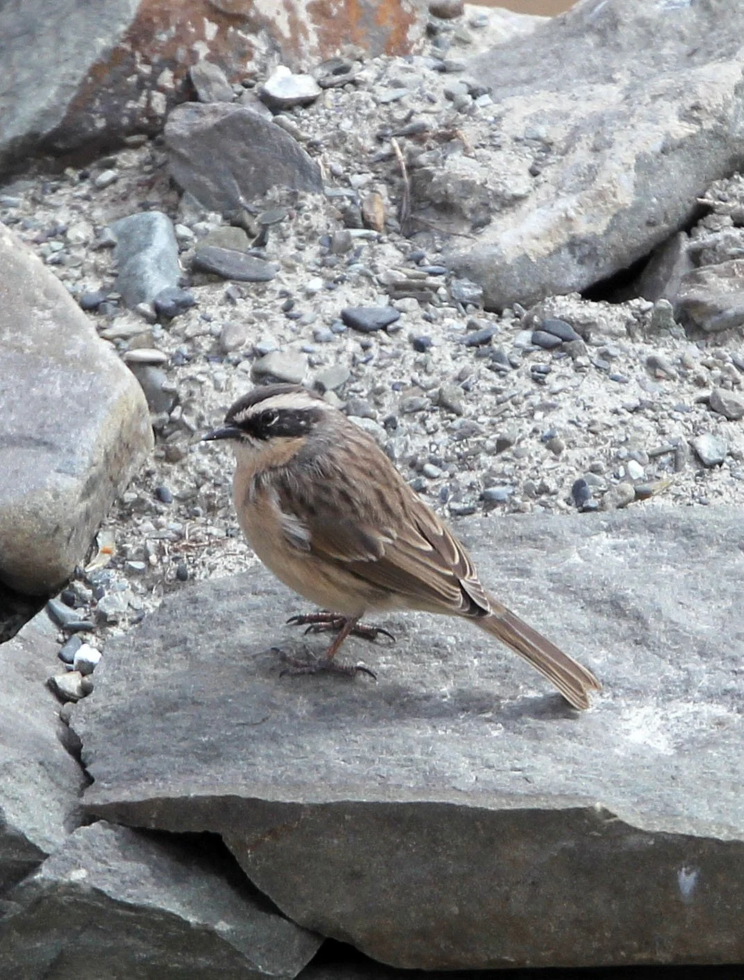Brown Accentor (Prunella fulvescens) Hemis NP Ladakh India (9).JPG