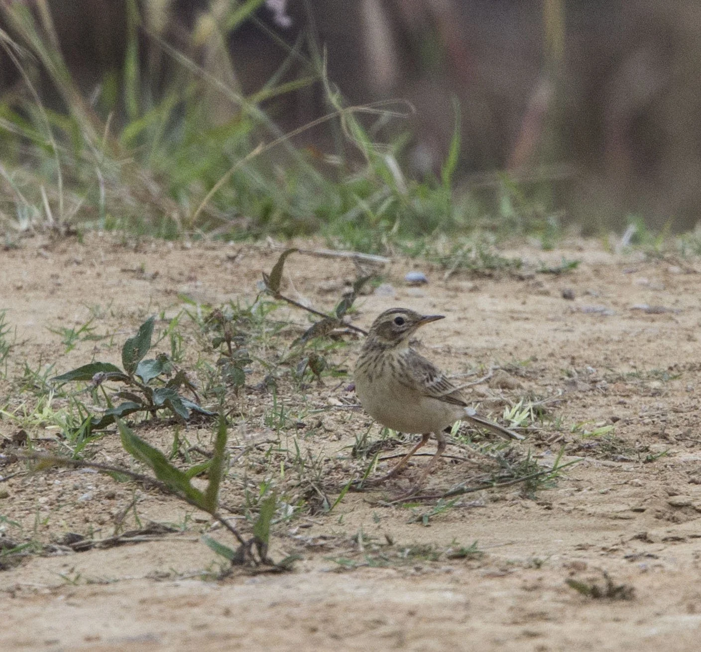 Paddyfield Pipit (Anthus) KHAO PANG MA NONHUNTING AREA THAILAND RAW (4).jpg
