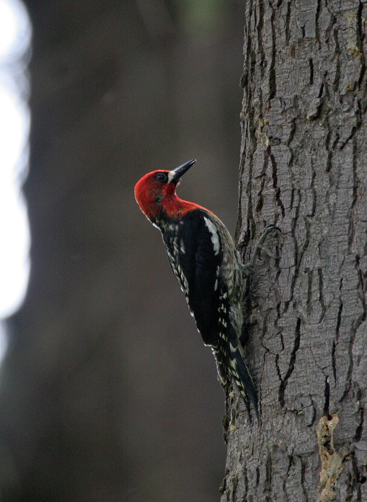 BIRD - WOODPECKER - RED-BREASTED SAPSUCKER - LAKE FARM BLUFFS WASHINGTON (8).JPG
