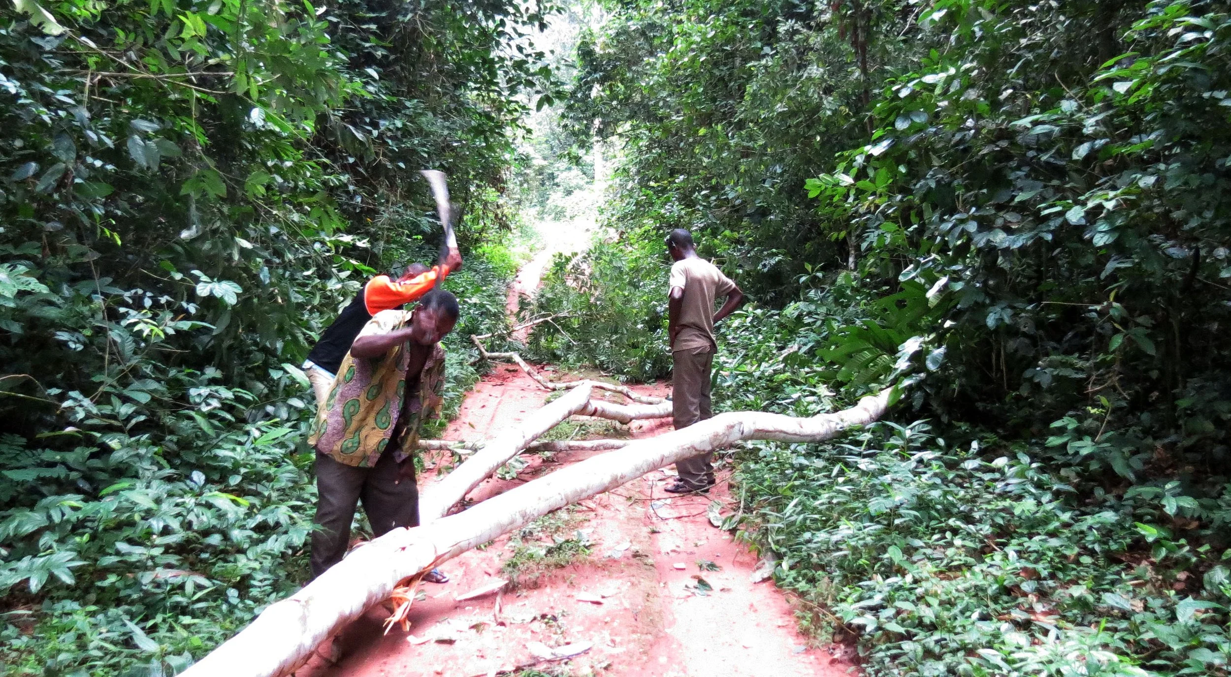 DZANGA NDOKI NATIONAL PARK  - CENTRAL AFRICAN REPUBLIC (10).JPG
