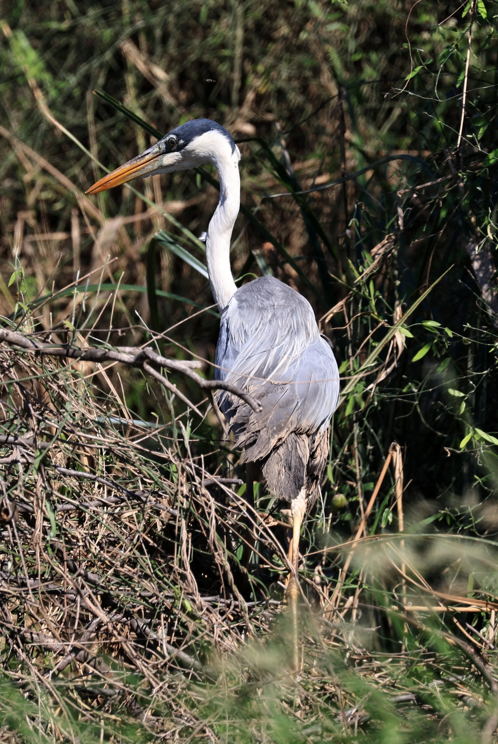 Cocoi Heron (Ardea cocoi) Agua Dulce Paraguay (2).jpg