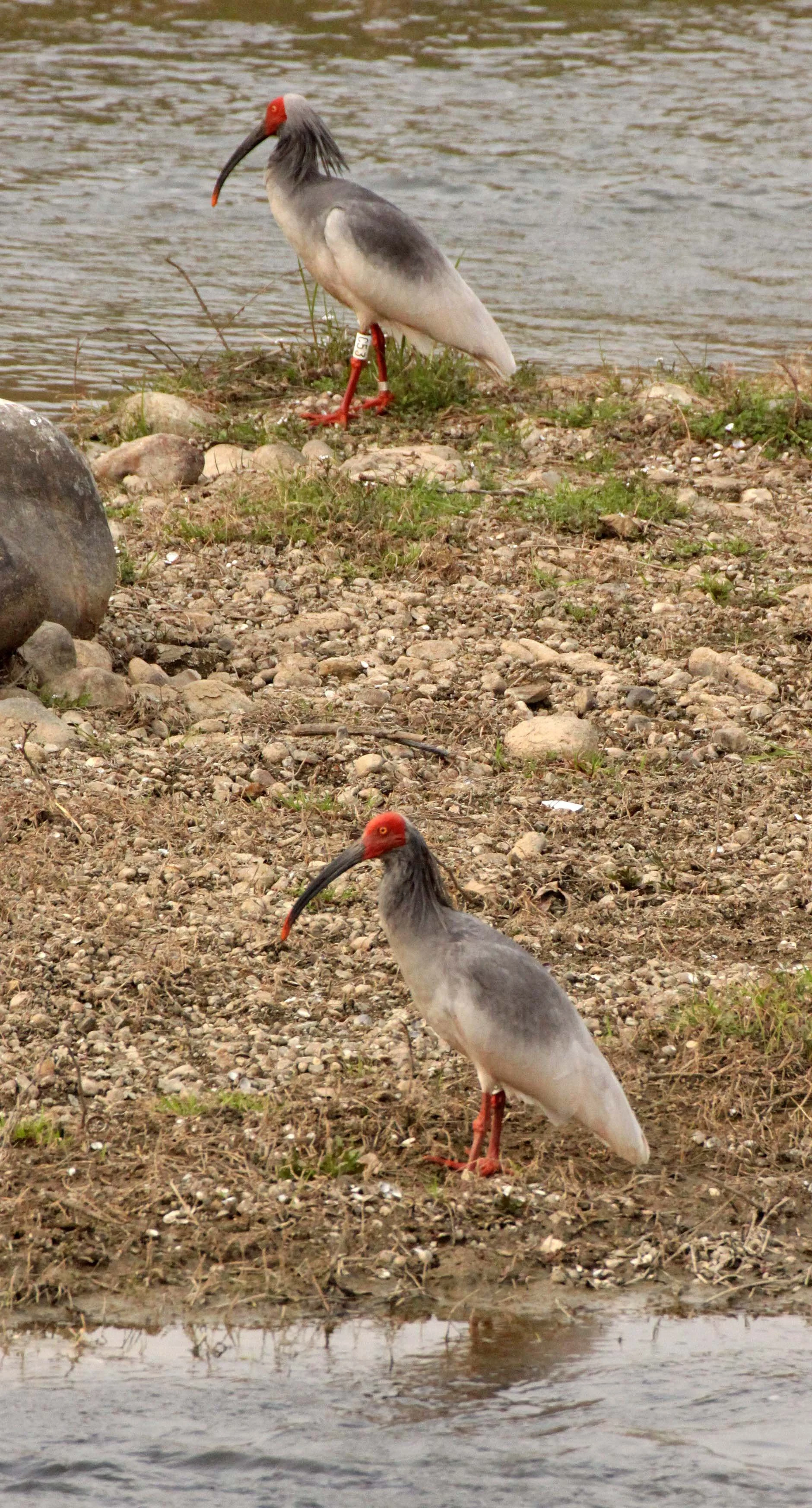 IBIS - CRESTED IBIS - Nipponia nippon - YANG COUNTY SHAANXI PROVINCE CHINA (28).JPG