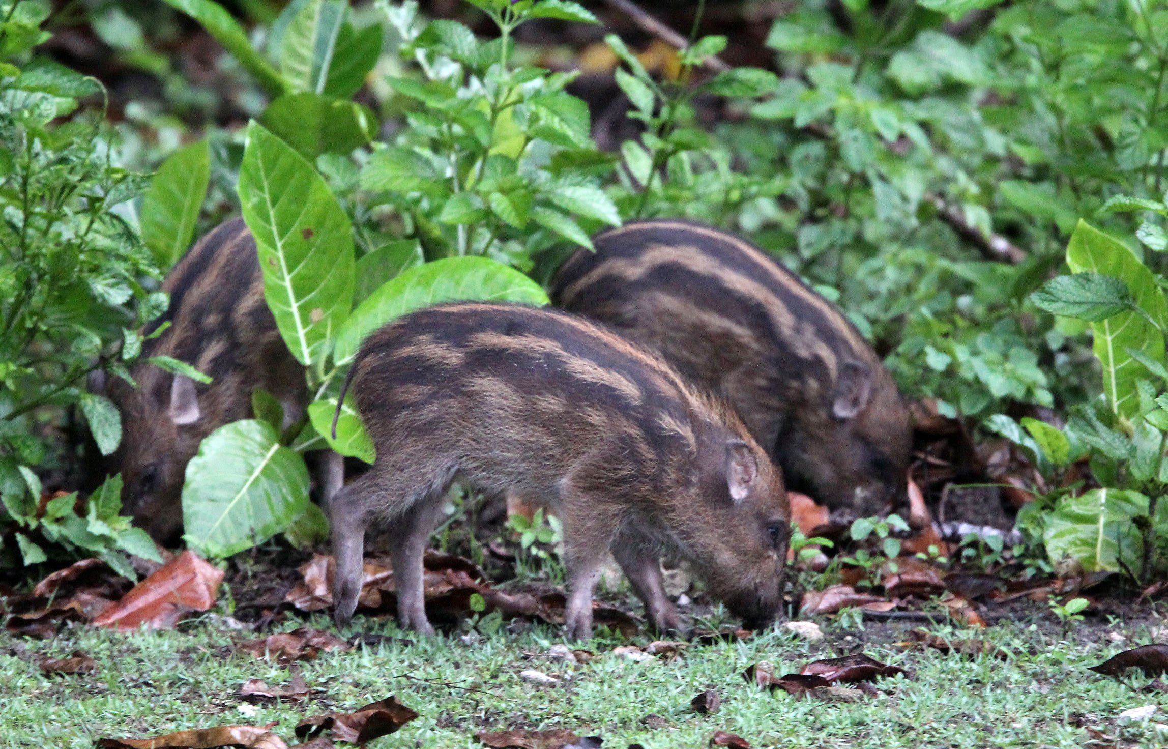 Sus scrofa vittatus - SUNDAIC BANDED PIG - UJUNG KULON NATIONAL PARK - JAVA BARAT INDONESIA (27).JPG