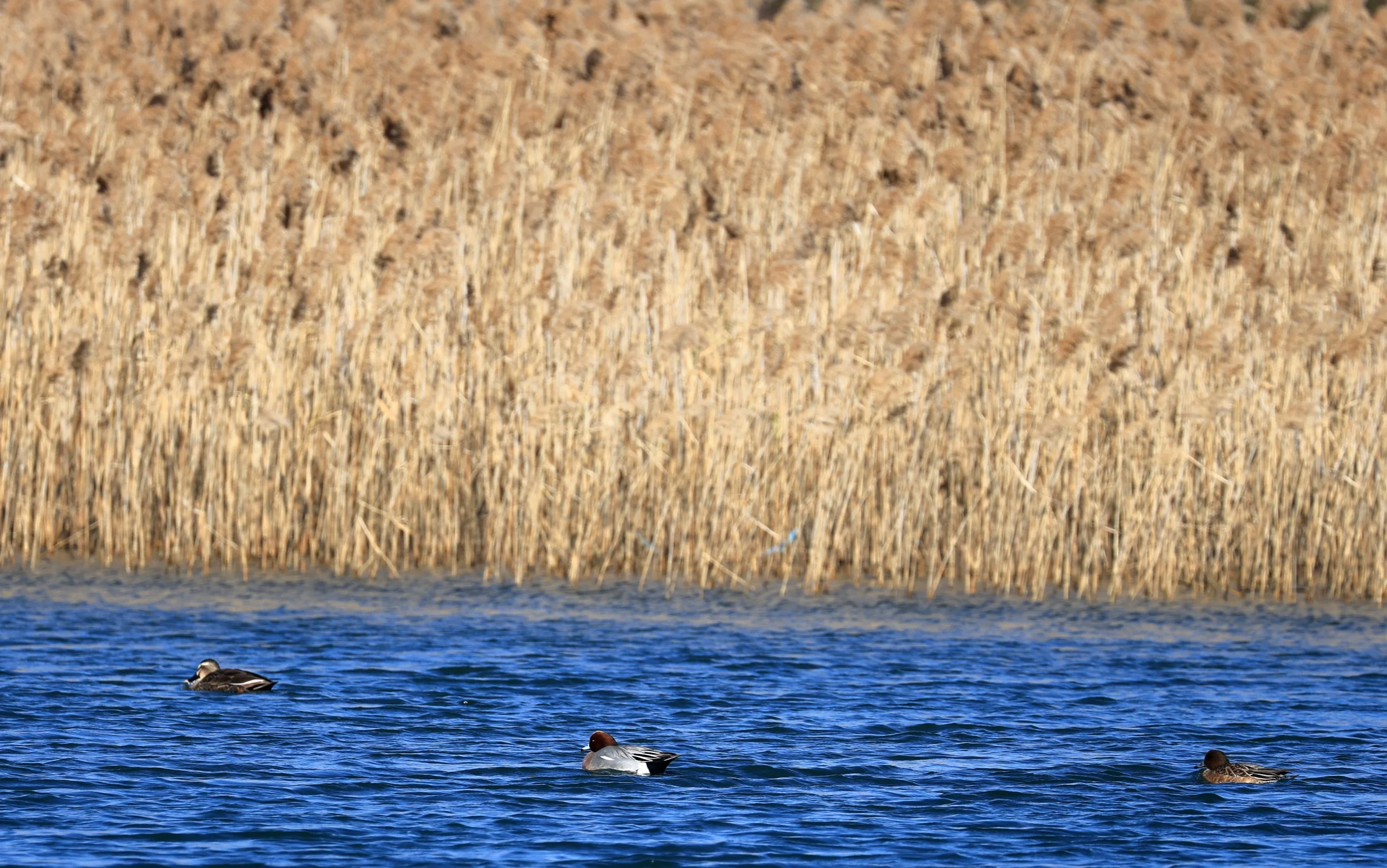 European wigeon (Mareca penelope) Shimotonda Sadowaracho Birding Ponds Miyazaki Kyushu Japan (18).jpg
