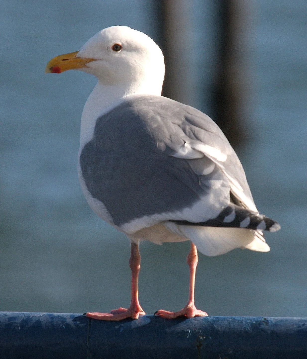 BIRD - GULL - GLAUCOUS WINGED (4).jpg