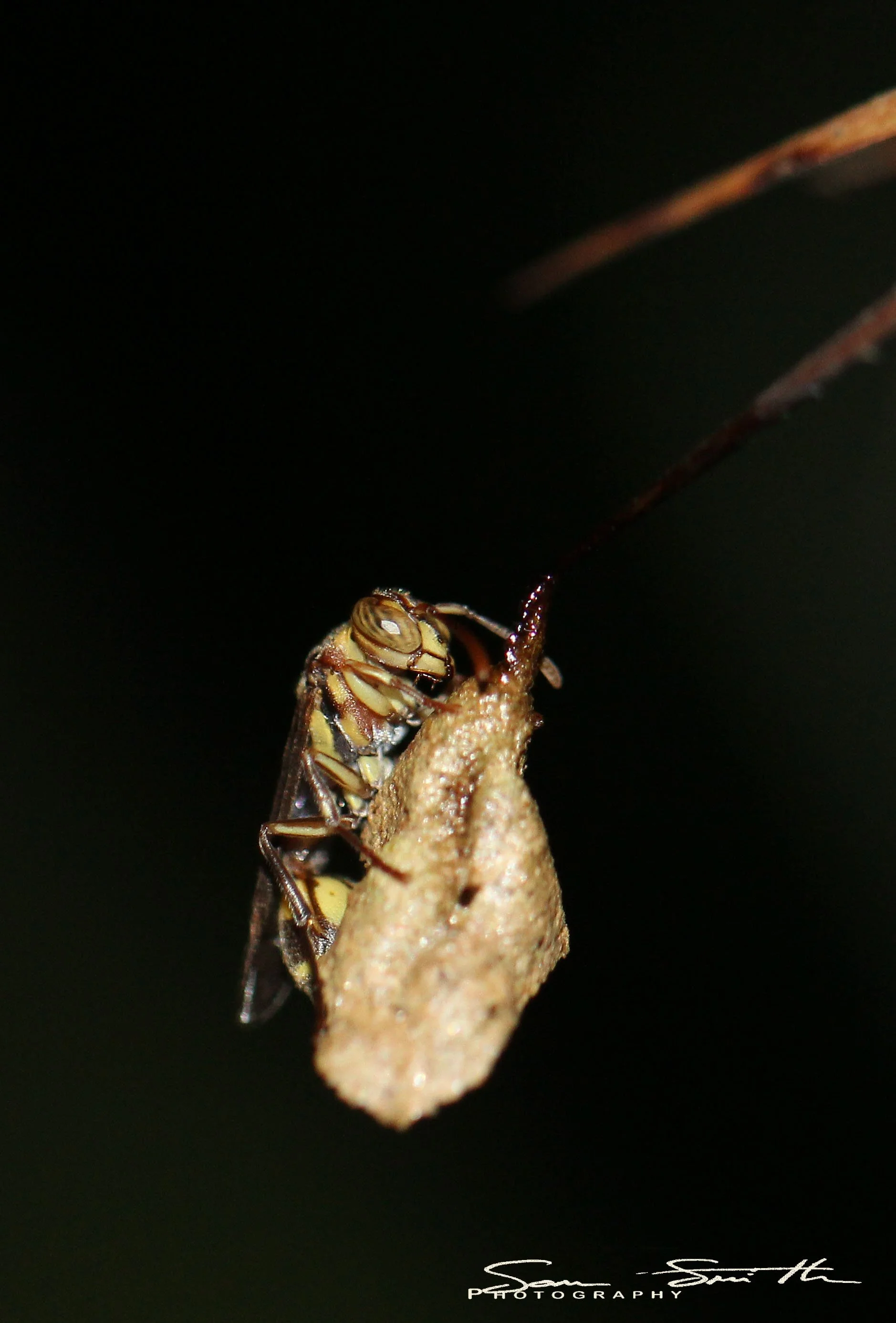 Hymenoptera species 1 - Koh Lanta, Thailand (9).JPG