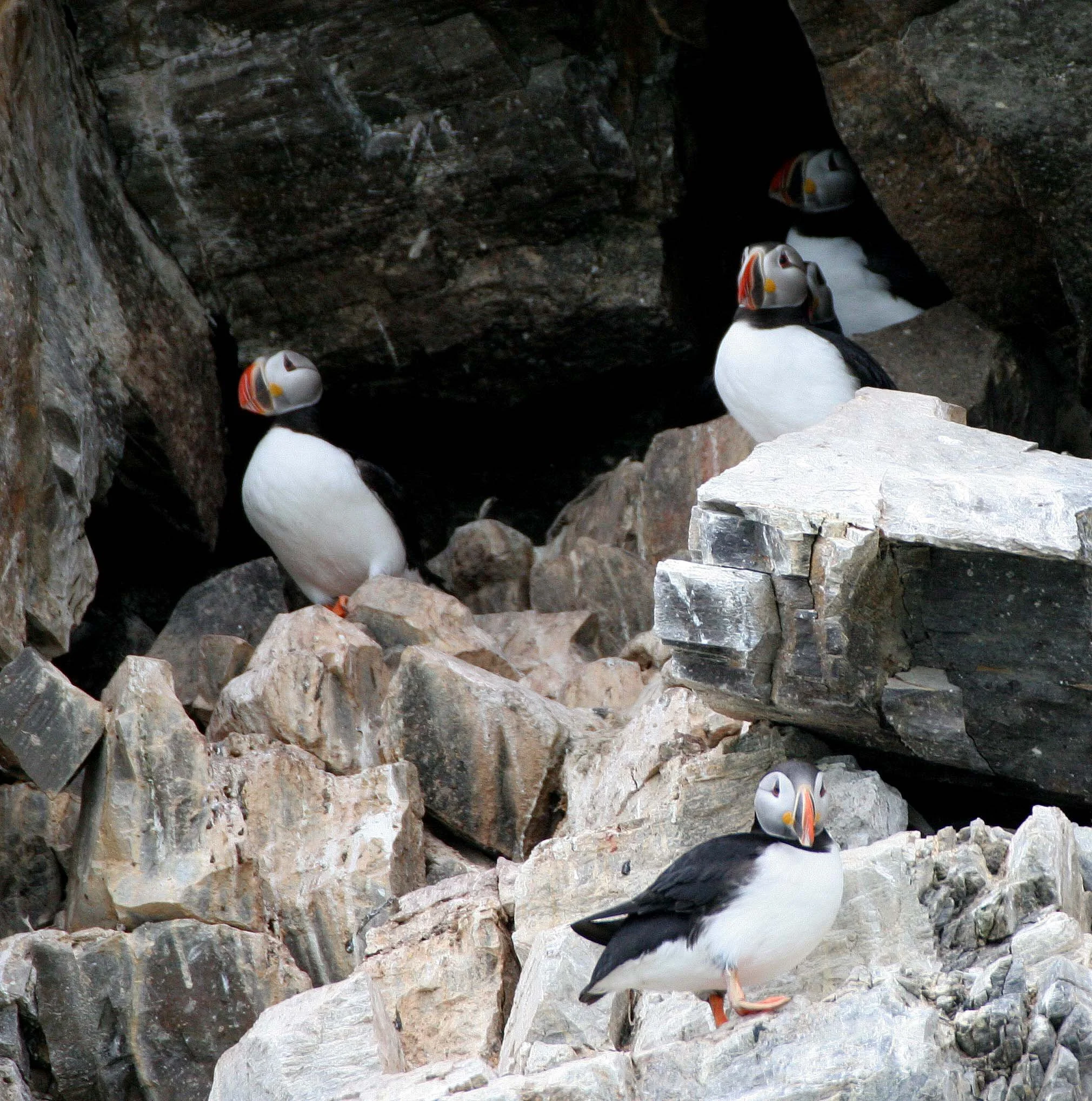 Fratercula arctica - ATLANTIC PUFFIN - SVALBARD (48).jpg