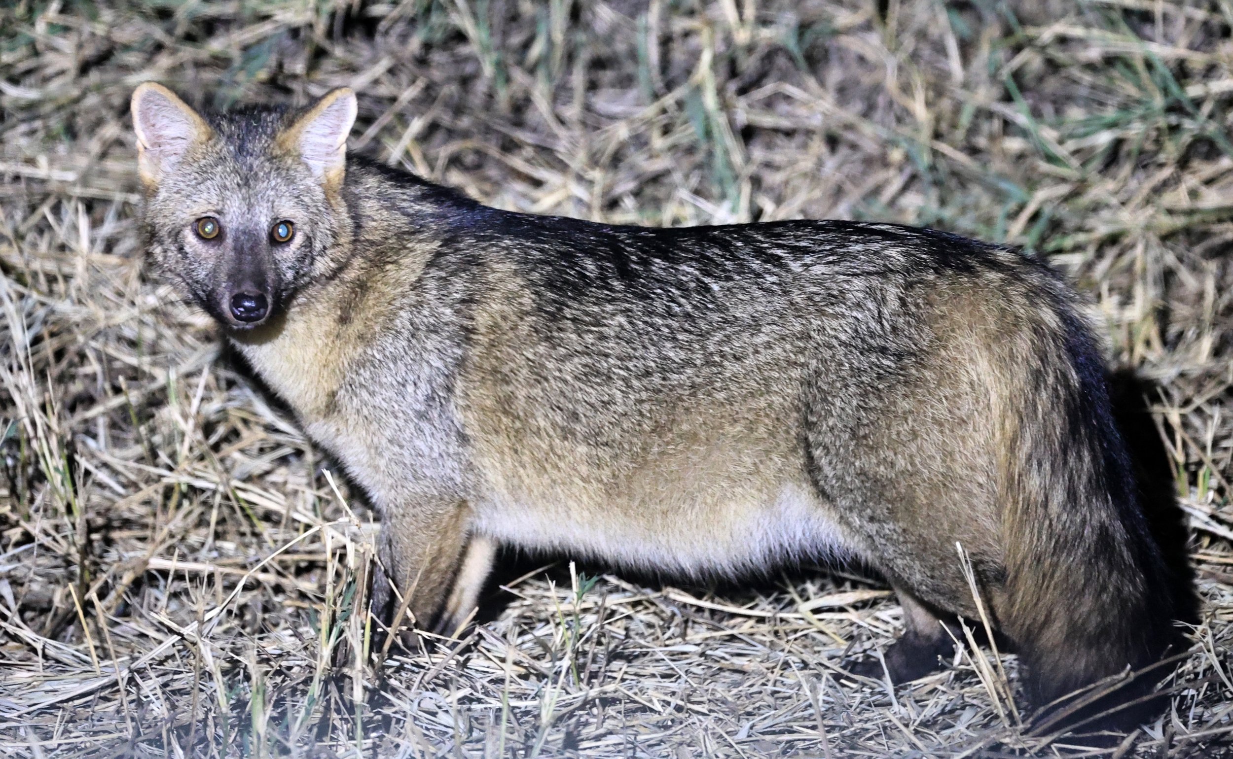 Crab-eating Fox (Cerdocyon thous) Estancia Campo'í Paraguay  (9).jpg