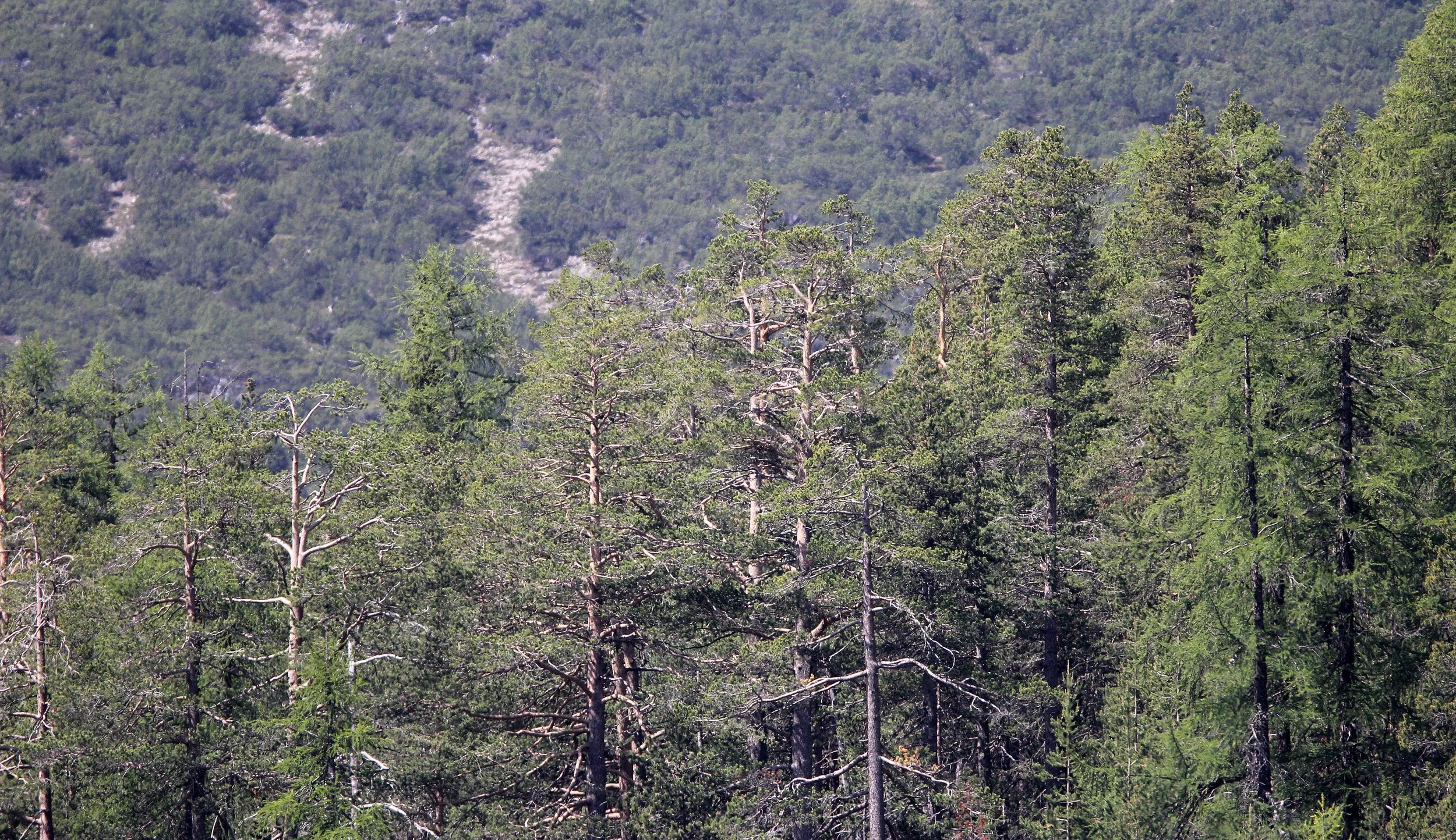 SWISS NATIONAL PARK (3).JPG