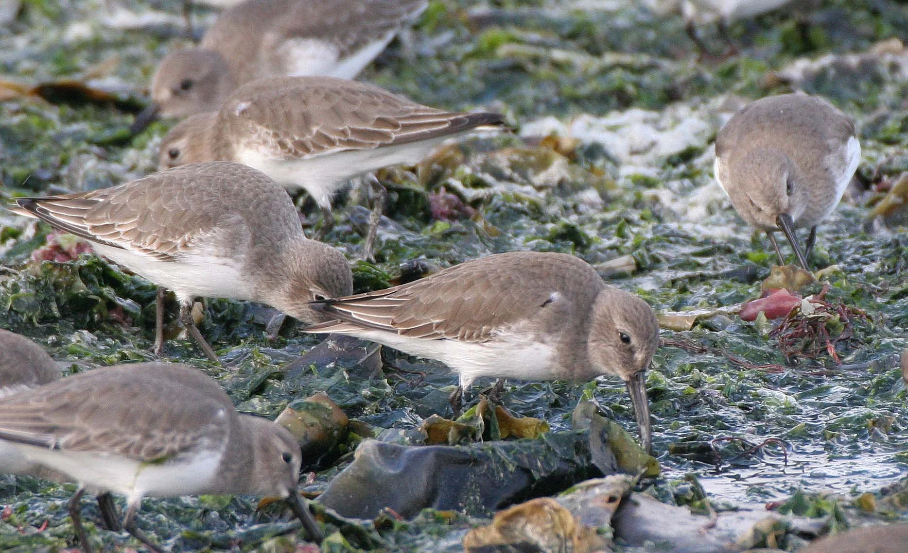 BIRD - DUNLINS - THREE CRABS (21).jpg