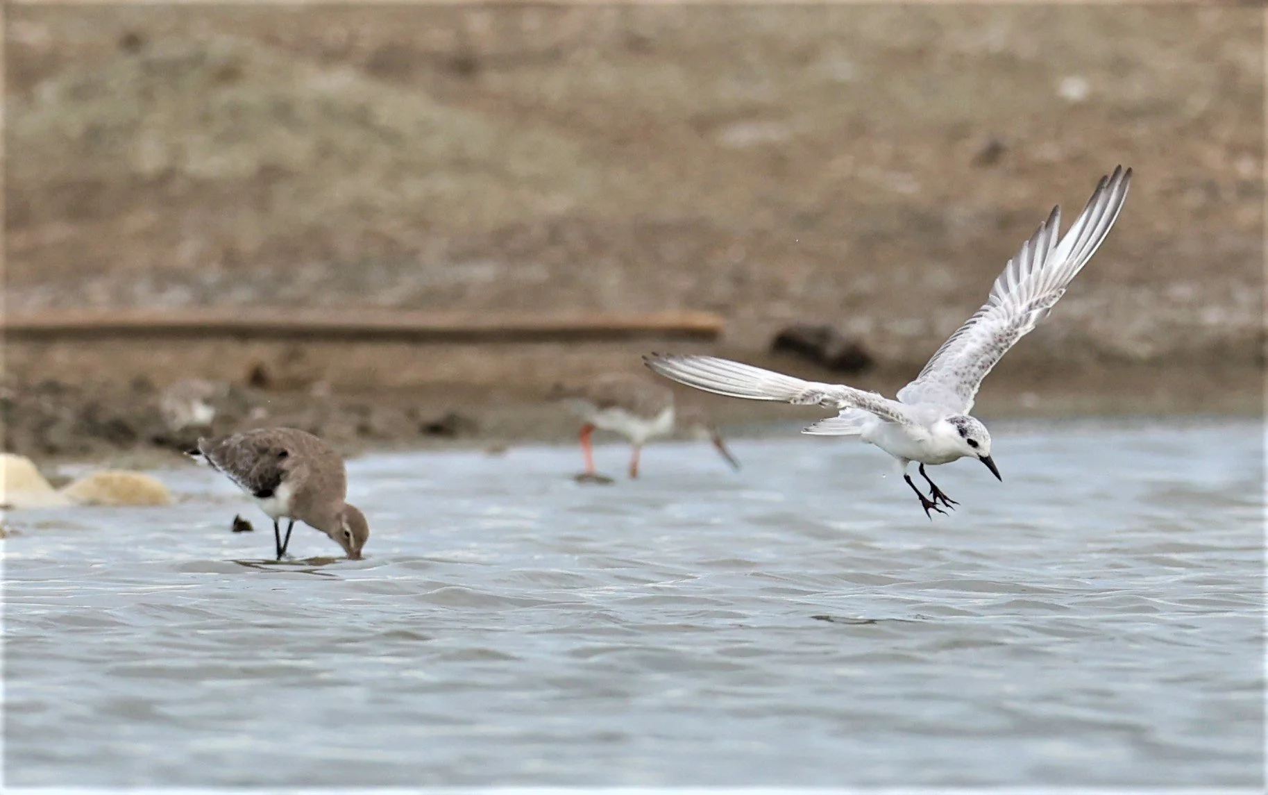 TERN - COMMON TERN - Sterna hirundo - BANG PAKONG SALT PANS CHACHOENGSAO WEST OF RIVER (18).jpg