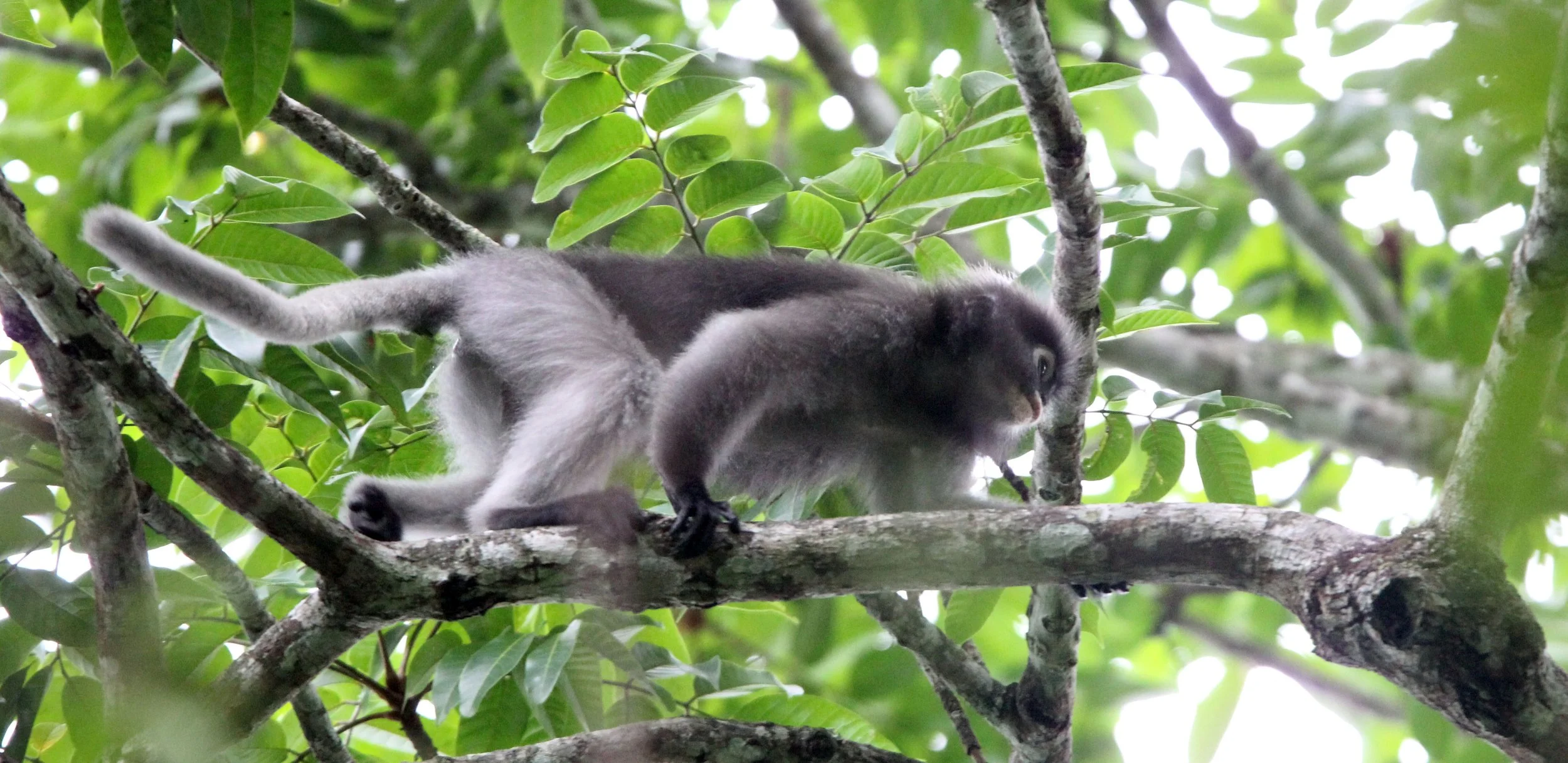 CERCOPITHECIDAE - Trachypithecus obscurus flavicauda - DUSKY LANGUR - KAENG KRACHAN NATIONAL PARK THAILAND (2).JPG