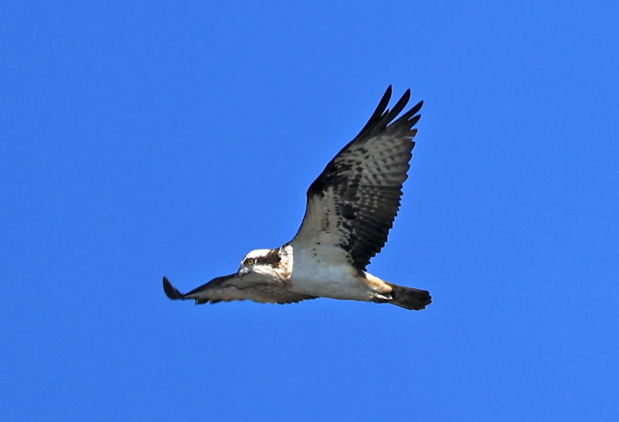 Western osprey (Pandion haliaetus) Shimotonda Sadowaracho Birding Ponds Miyazaki Kyushu Japan (31).jpg