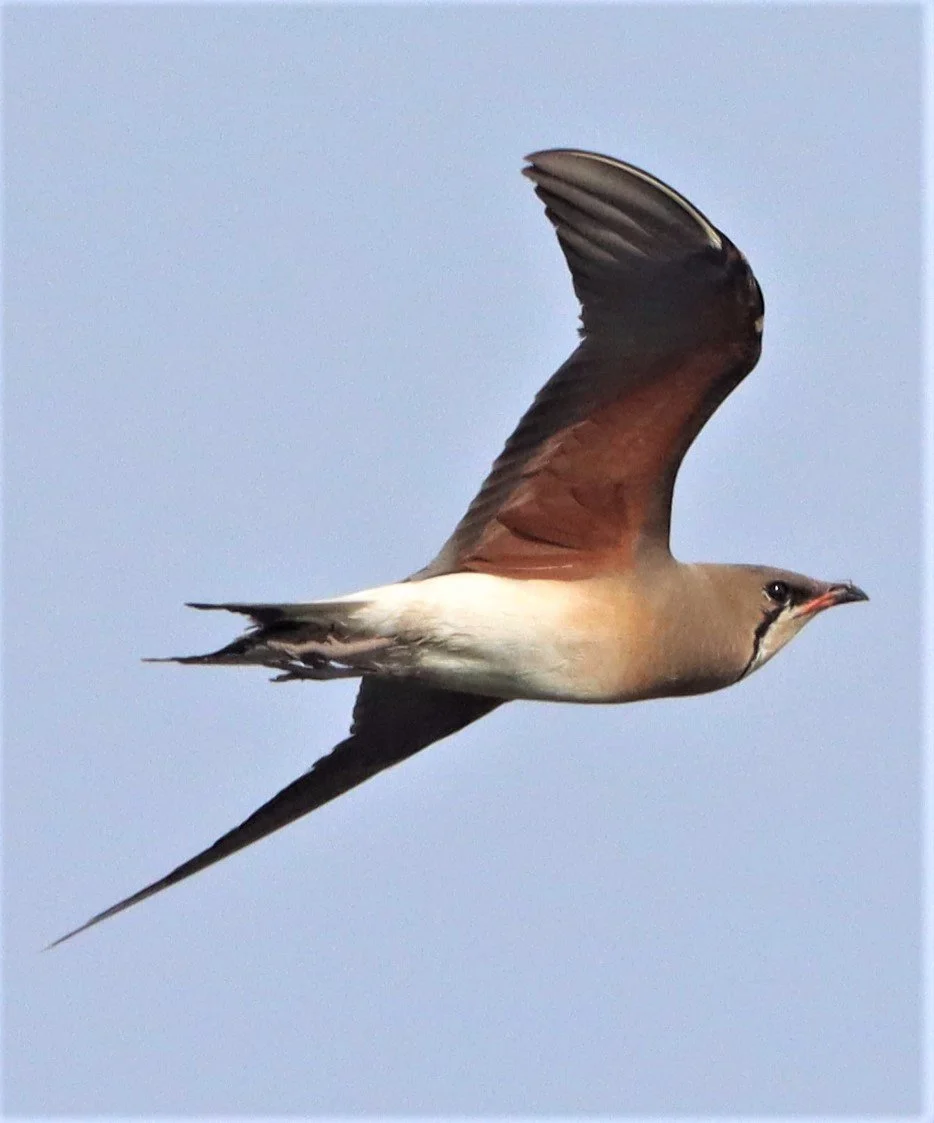 PRATINCOLE - ORIENTAL PRATINCOLE - Glaveola maldivarum -  PATHUM THANI RICE RESEARCH CENTER (43).jpg