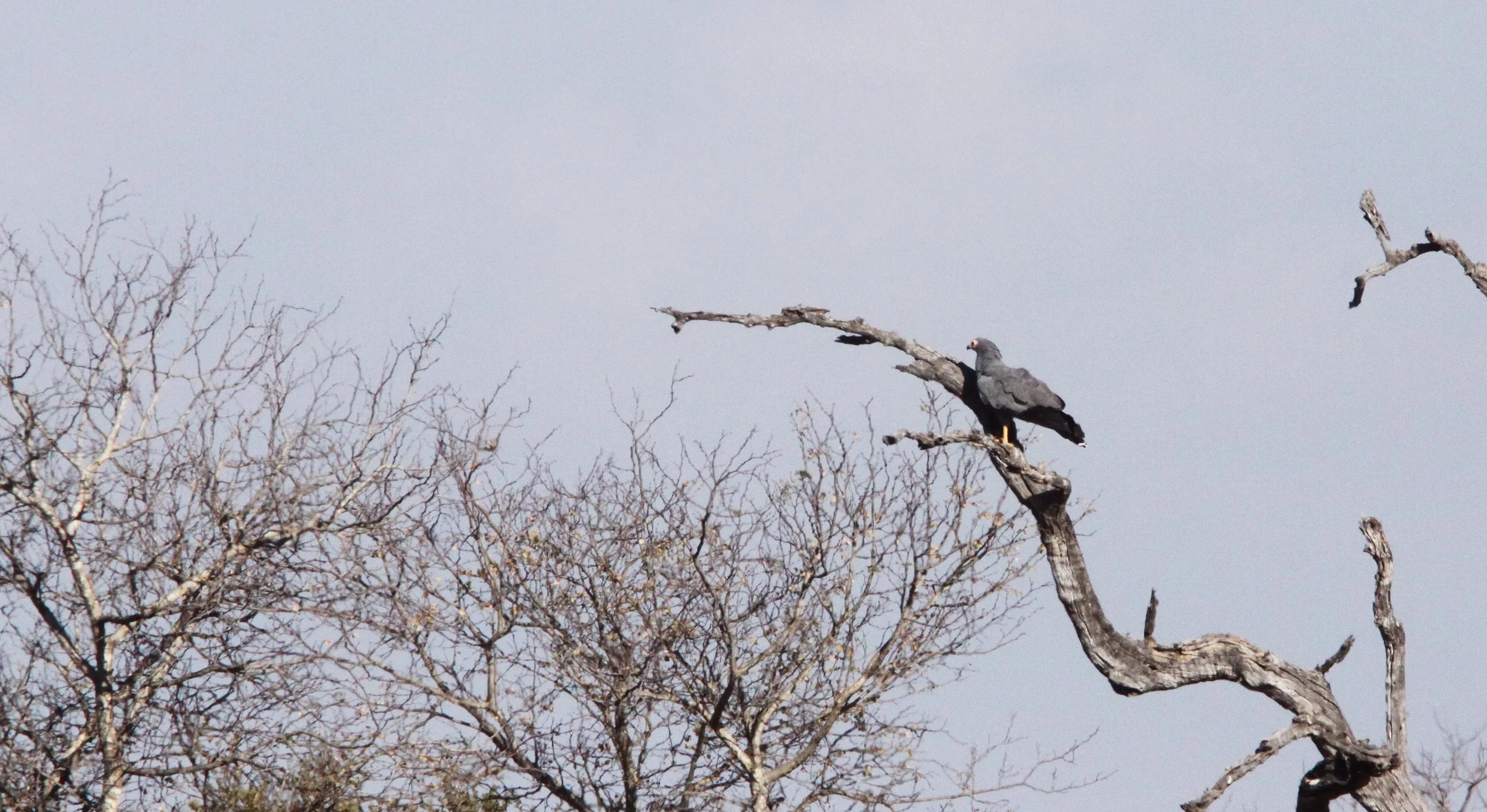 Polyboroides typus - AFRICAN HARRIER-HAWK - POLYBOROIDES TYPUS - KRUGER NATIONAL PARK SOUTH AFRICA (1).JPG