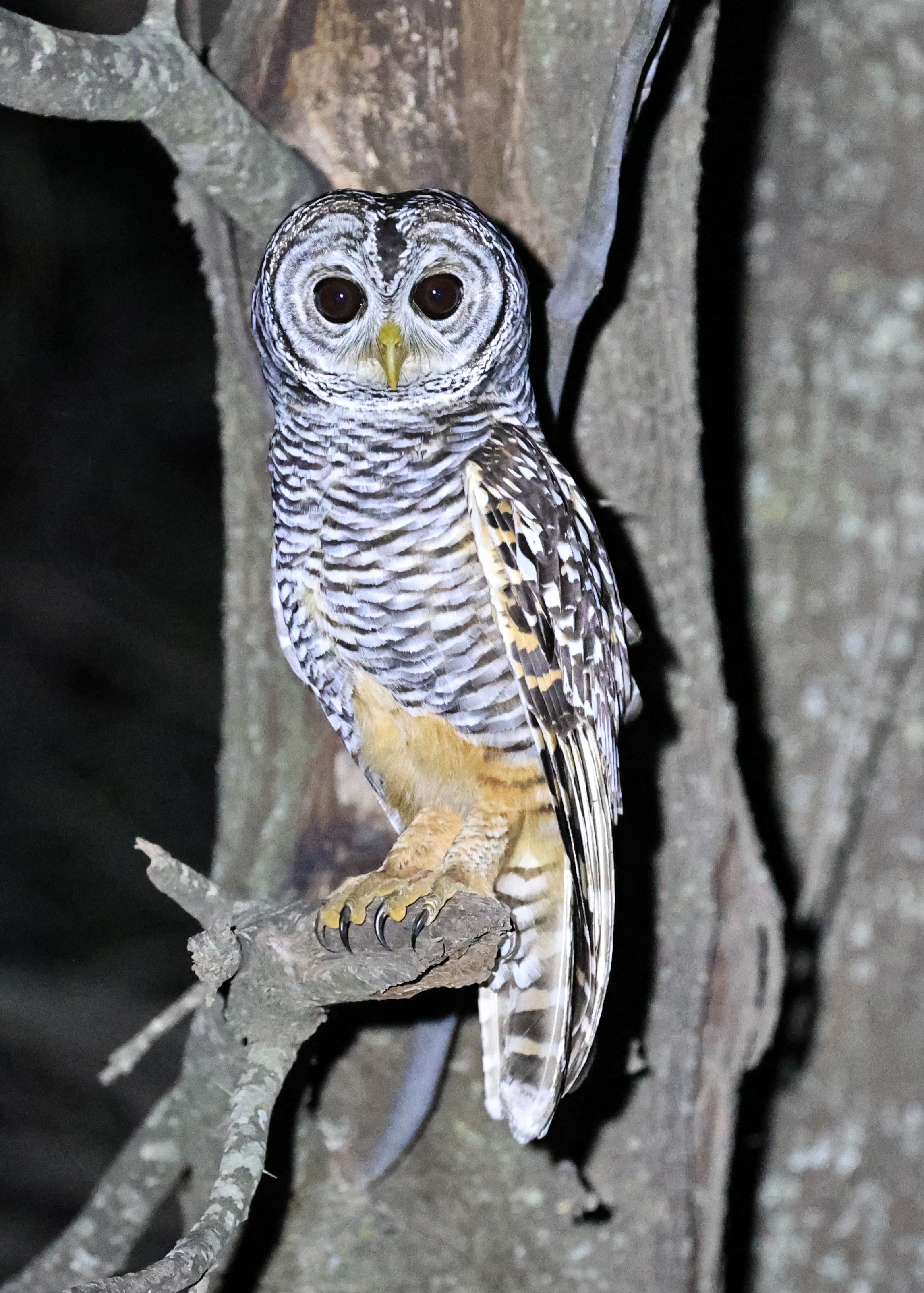 Chaco Owl (Strix chacoensis) Estancia Campo'í Paraguay (43).jpg