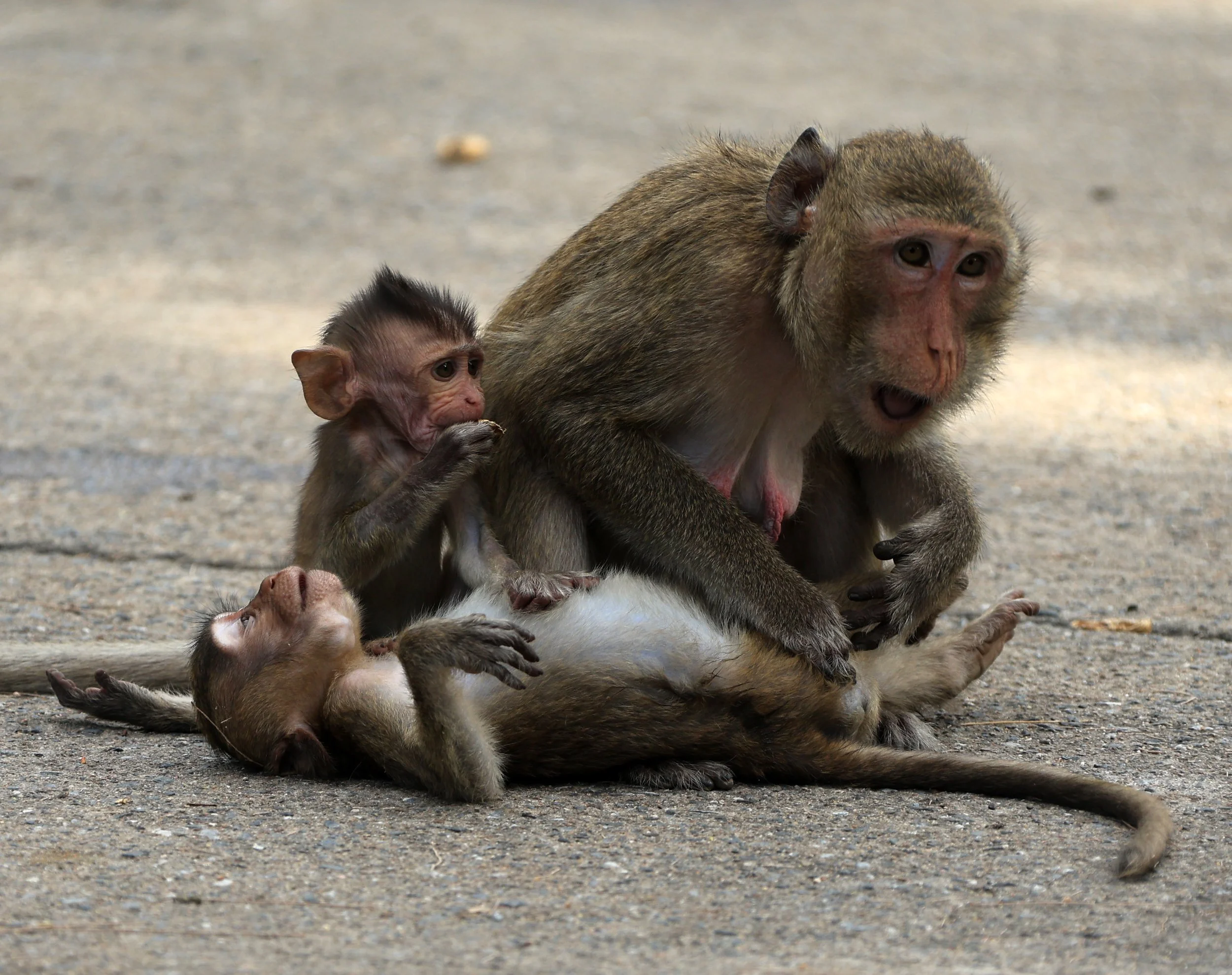 Khao Nor Khao Kaew Bat Viewing Nakhon Sawan (19).jpg
