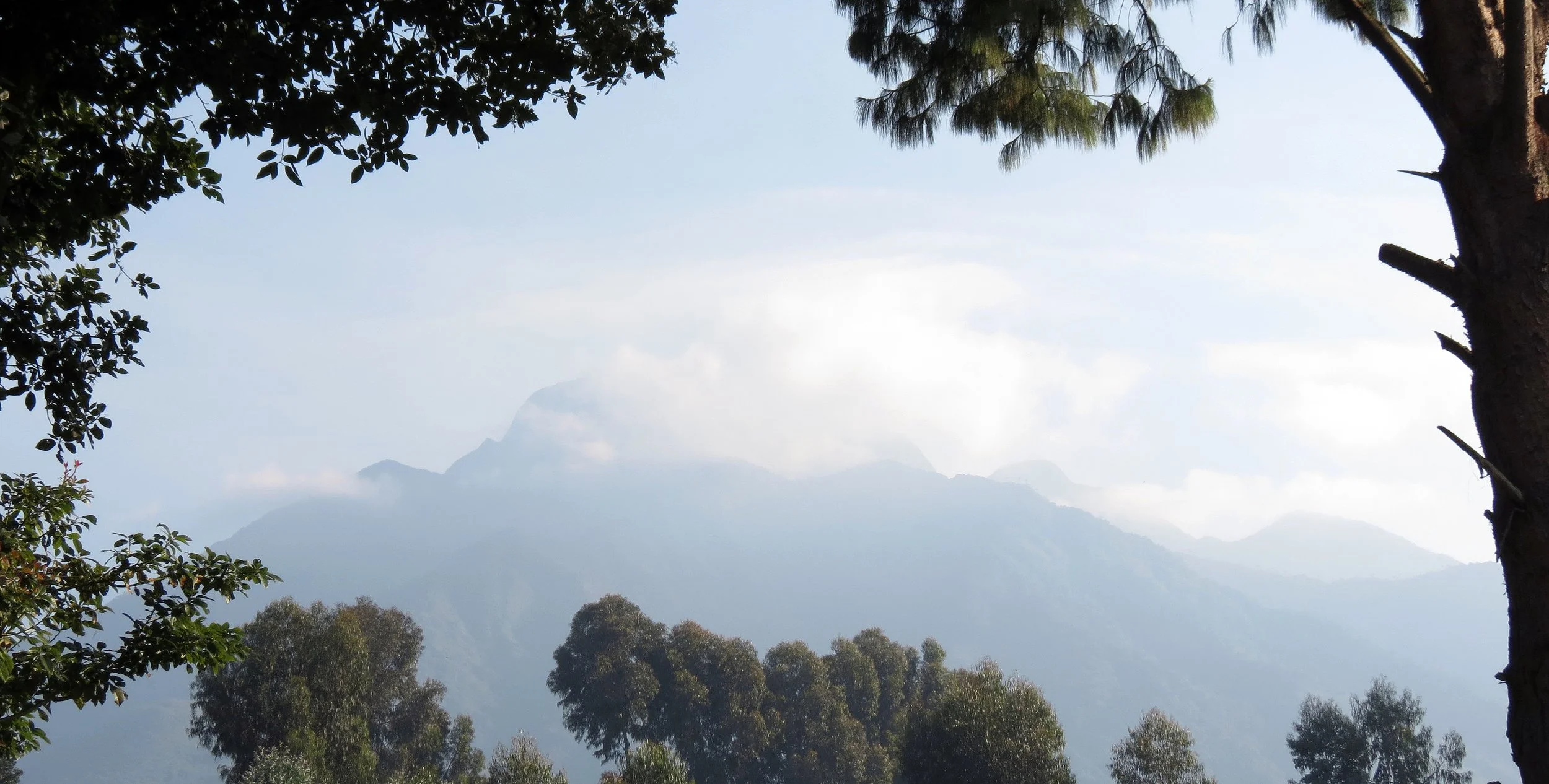 PARC DU VULCANS RWANDA (43).JPG