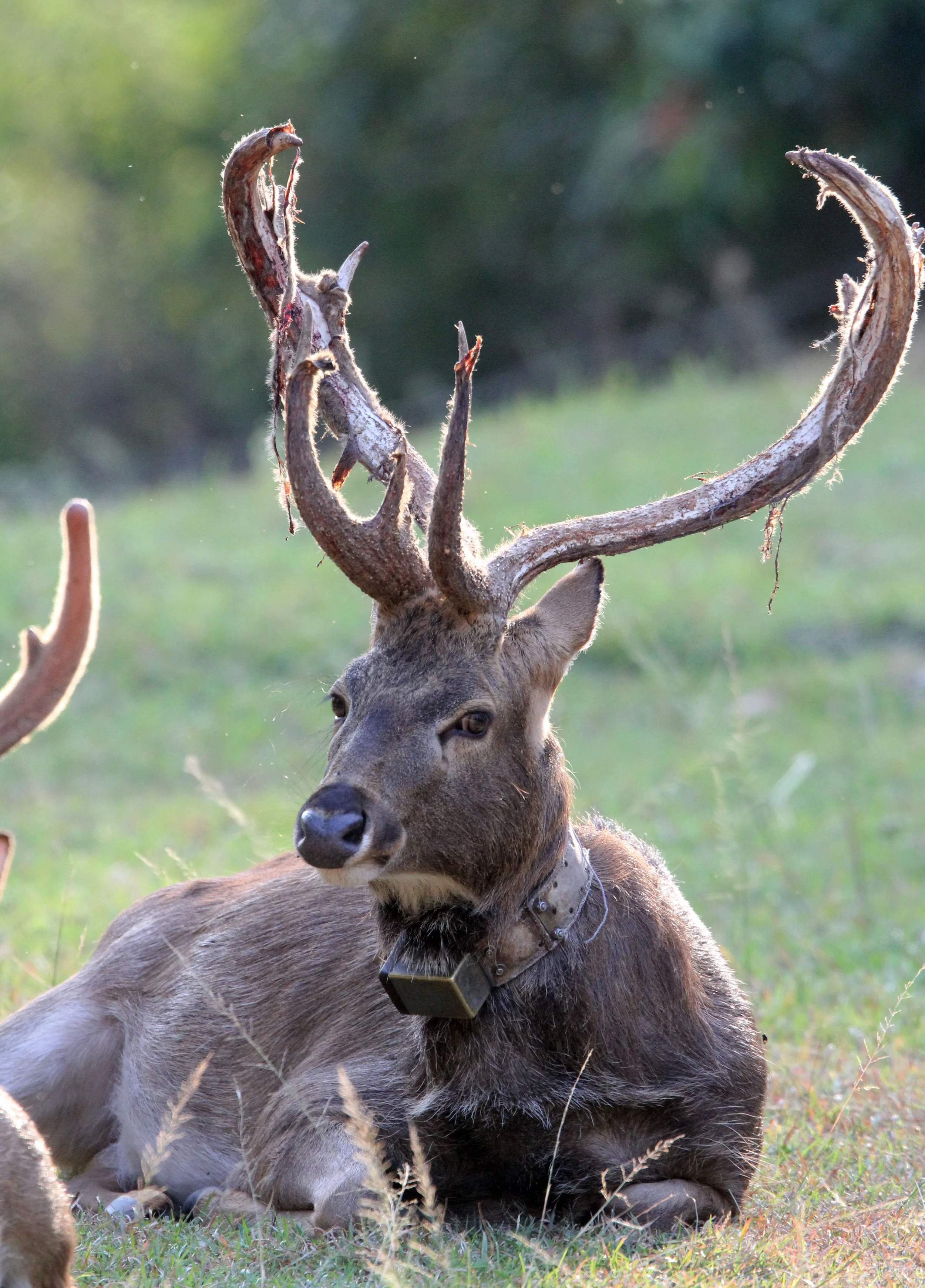 Eld's deer (Rucervus eldii siamensis or Panolia eldii siamensis).  Note the tracking collar - this one was one of the original reintroductees to HKK.