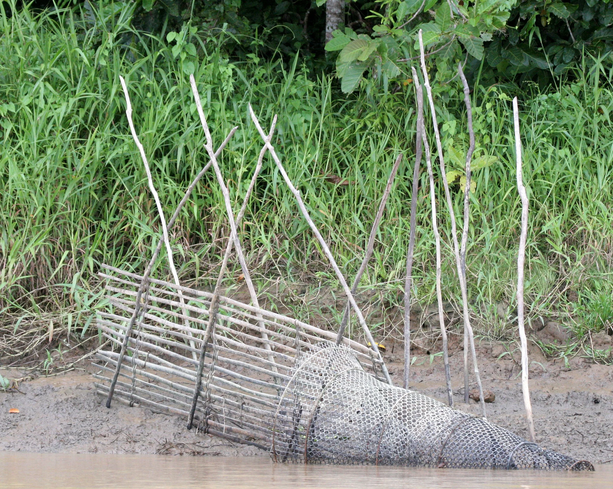 KINABATANGAN RIVER BORNEO - FISH TRAPS.JPG