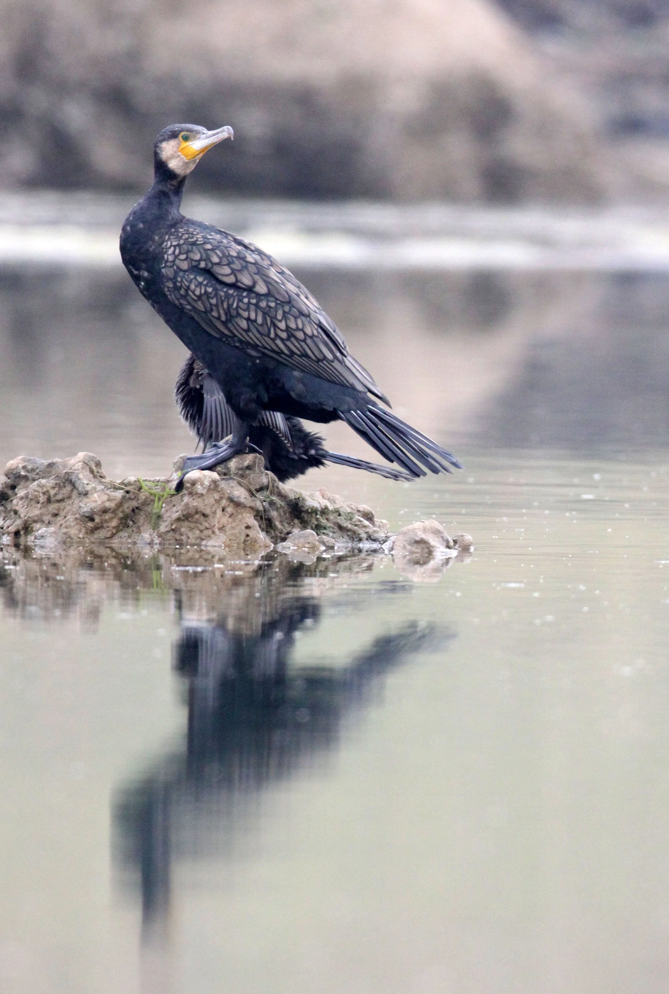 Phalacrocorax carbo - Great Cormorant - Chambal River India (25).JPG